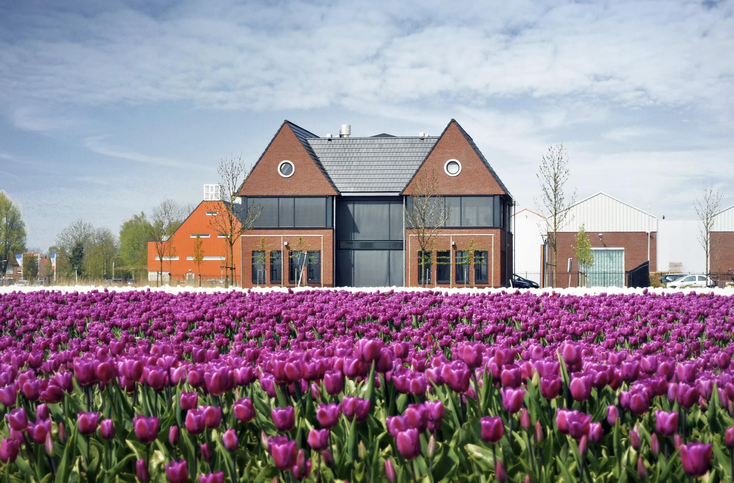 Pand met twee gevels en paarse tulpenbollen op de voorgrond