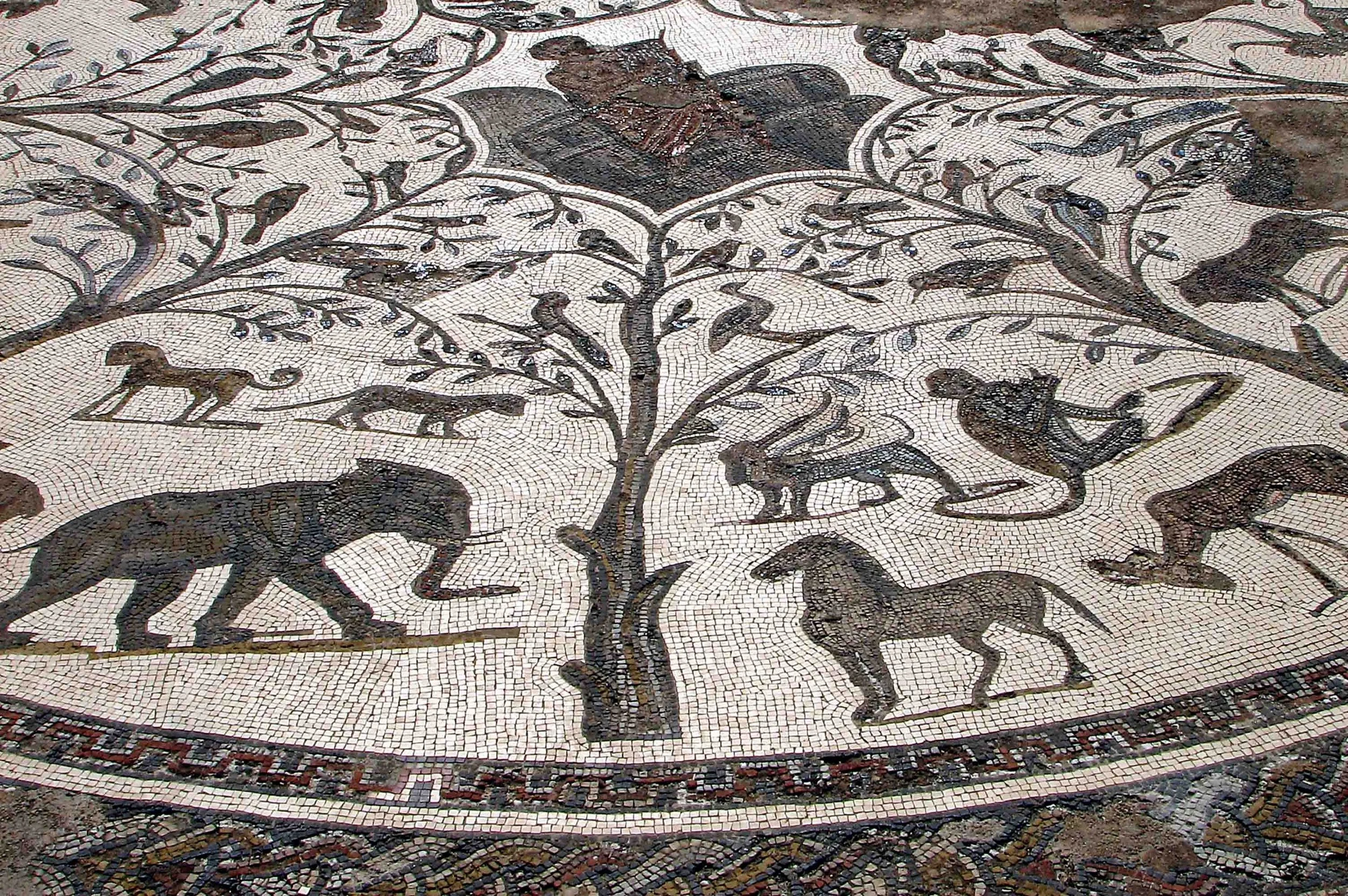 Romans pt 20: Grafting Branches