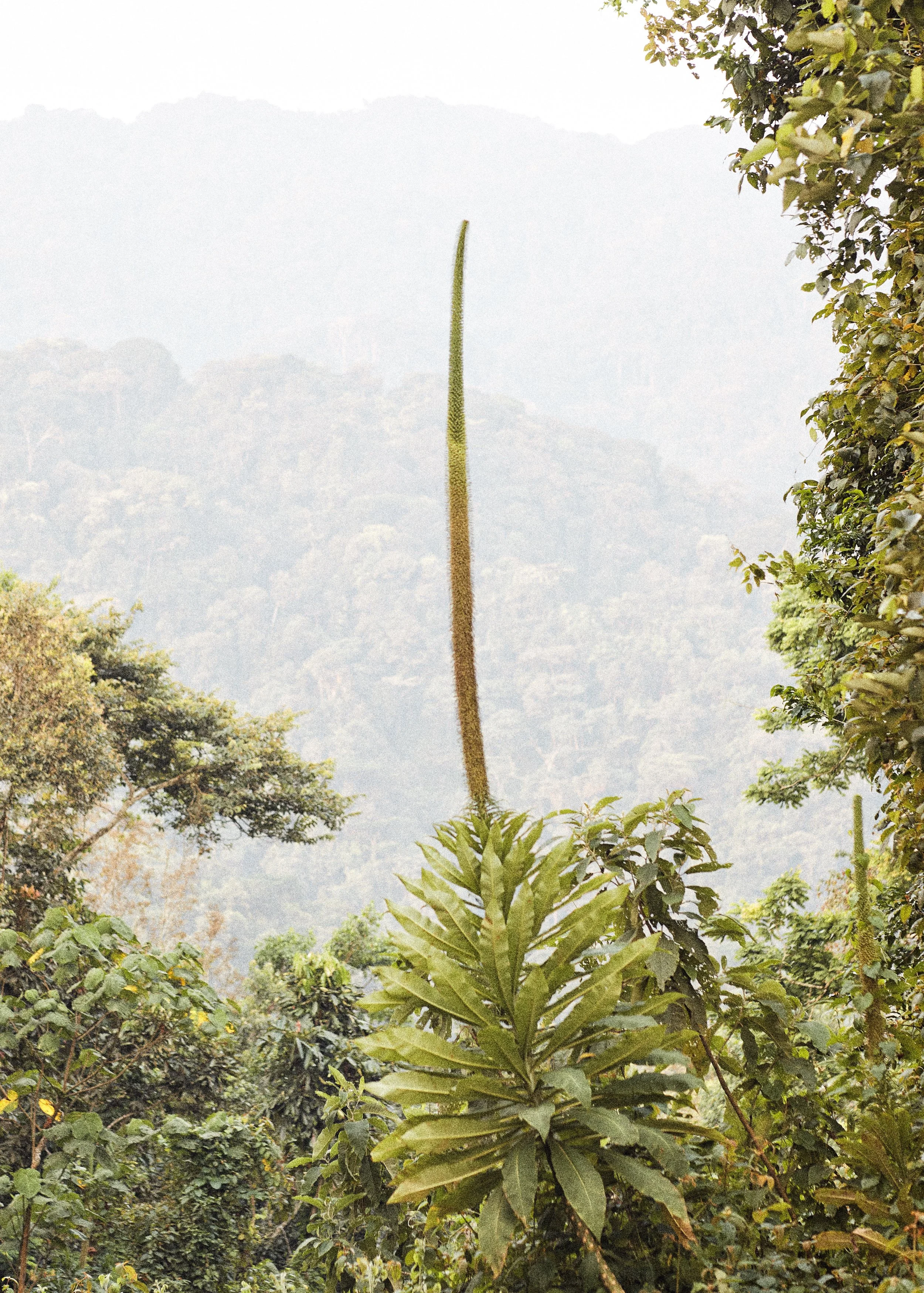 RWANDA 2.jpg