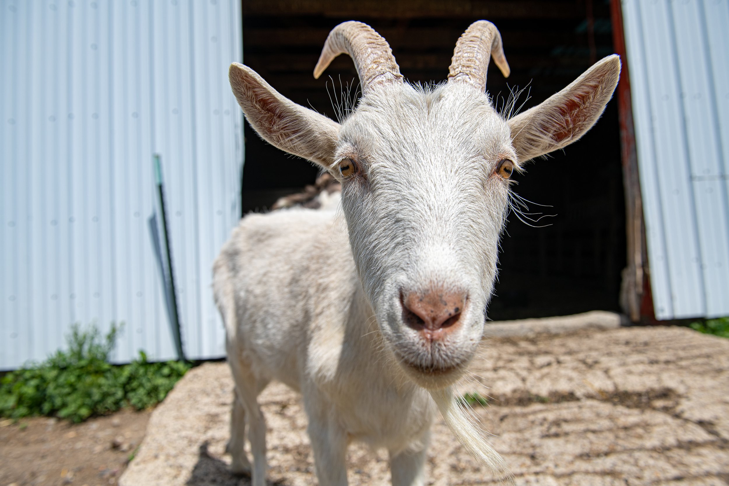 Gruff Ancient Grain Grits