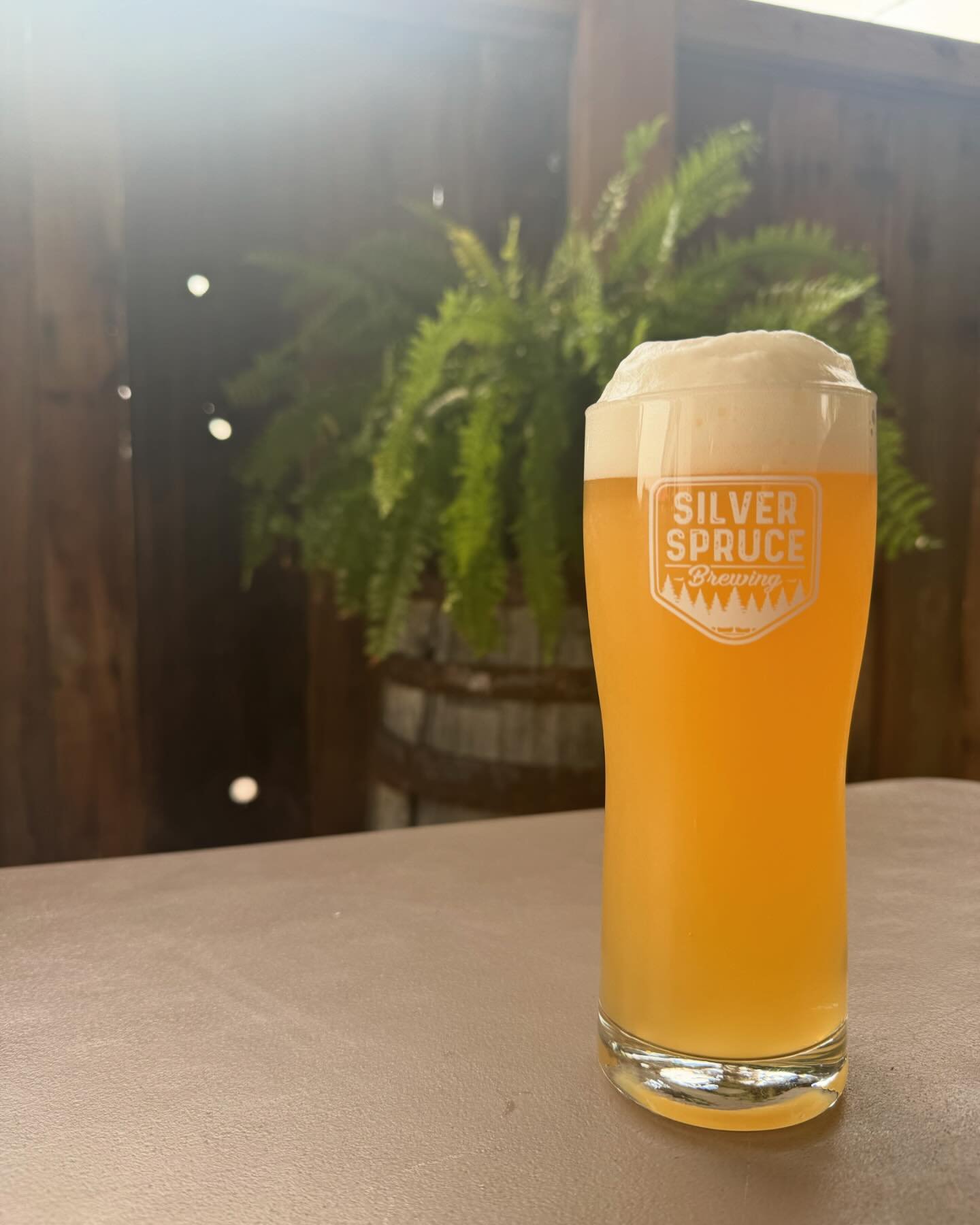 Thursday we release our American Wheat at the 8th street location. Refreshing, with a nice citrus aroma from MI grown hops. A perfect pint for these warm, end of summer days.