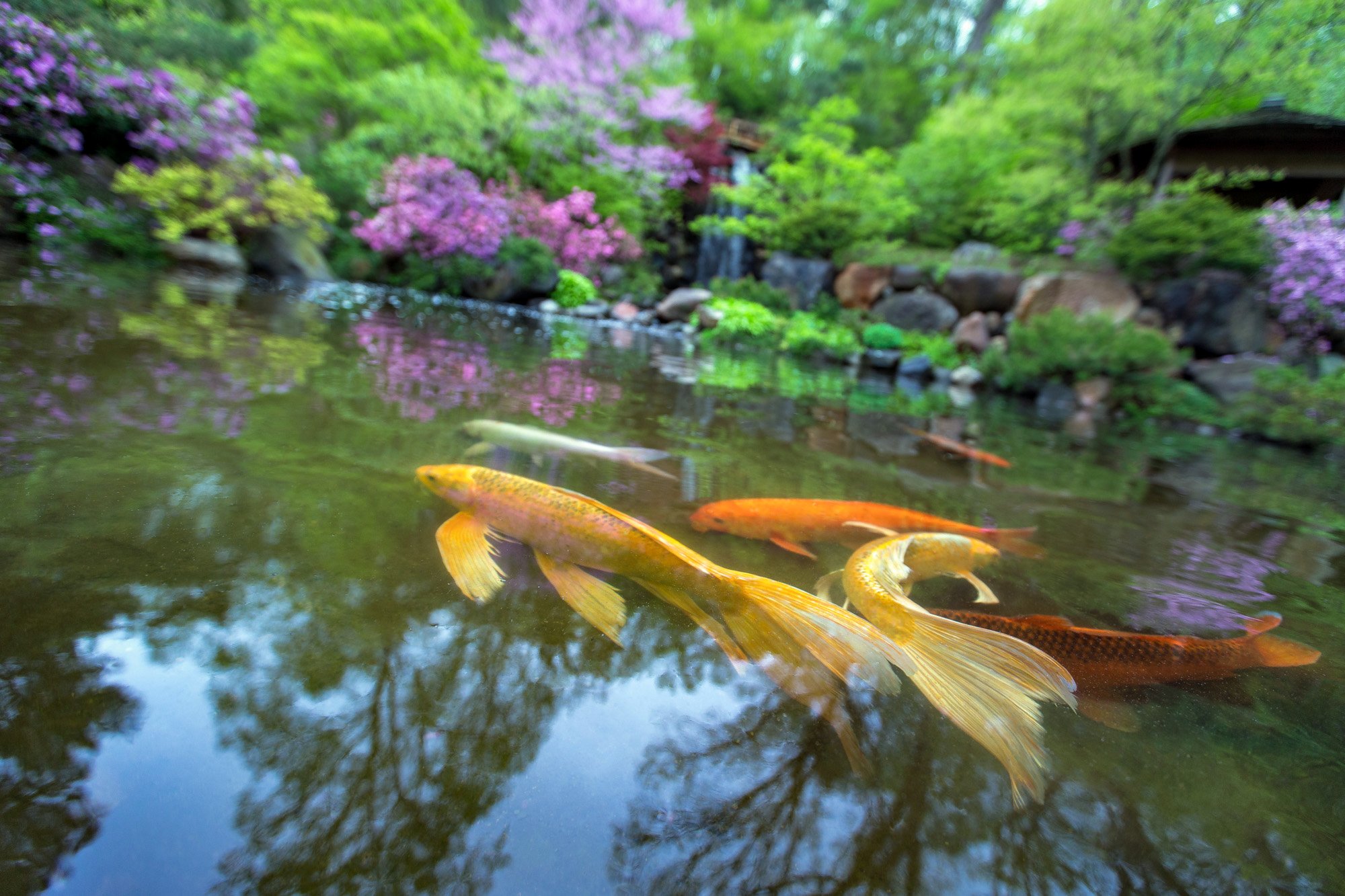 Within Spring's Surface.jpg