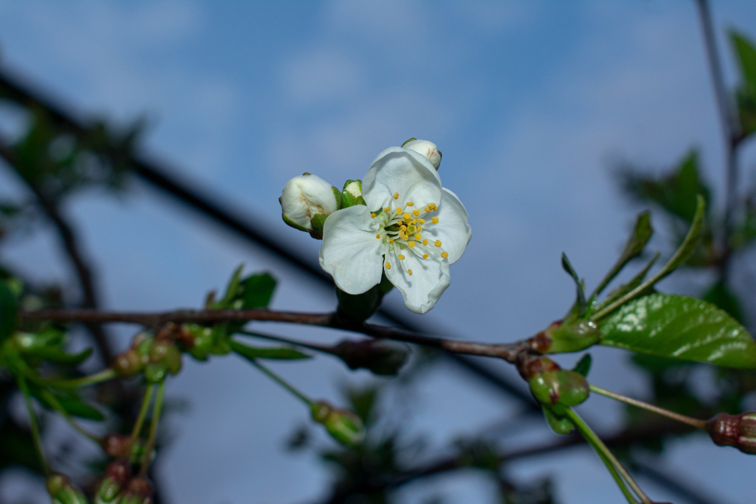 Not All Flowers