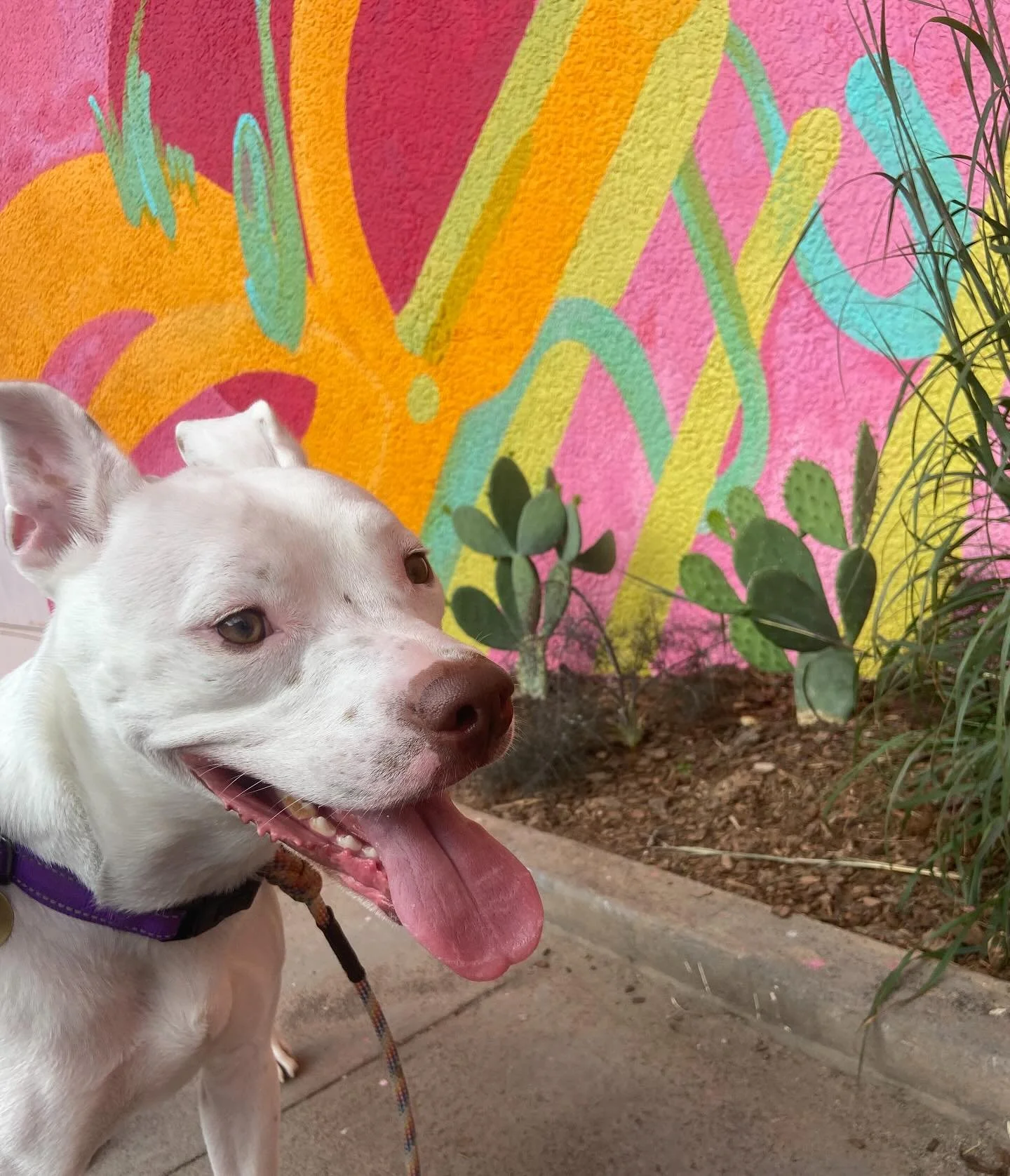 Kumo visited mama’s mural this morning ☀️💕 
@sunnydayzmuralfest @resonant_head @calledoscinco #mural #dogsareagirlsbestfriend