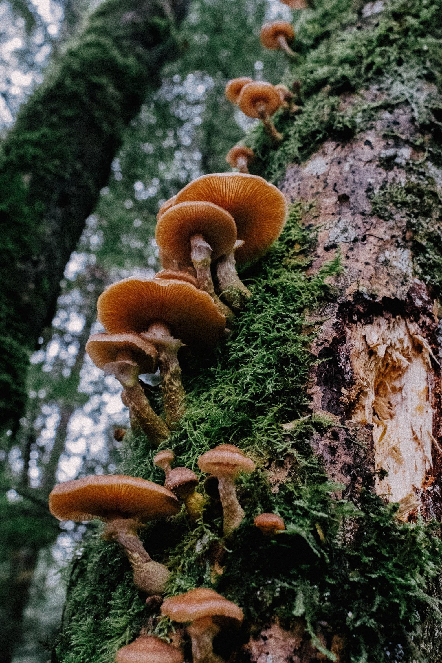 Why Mushrooms?