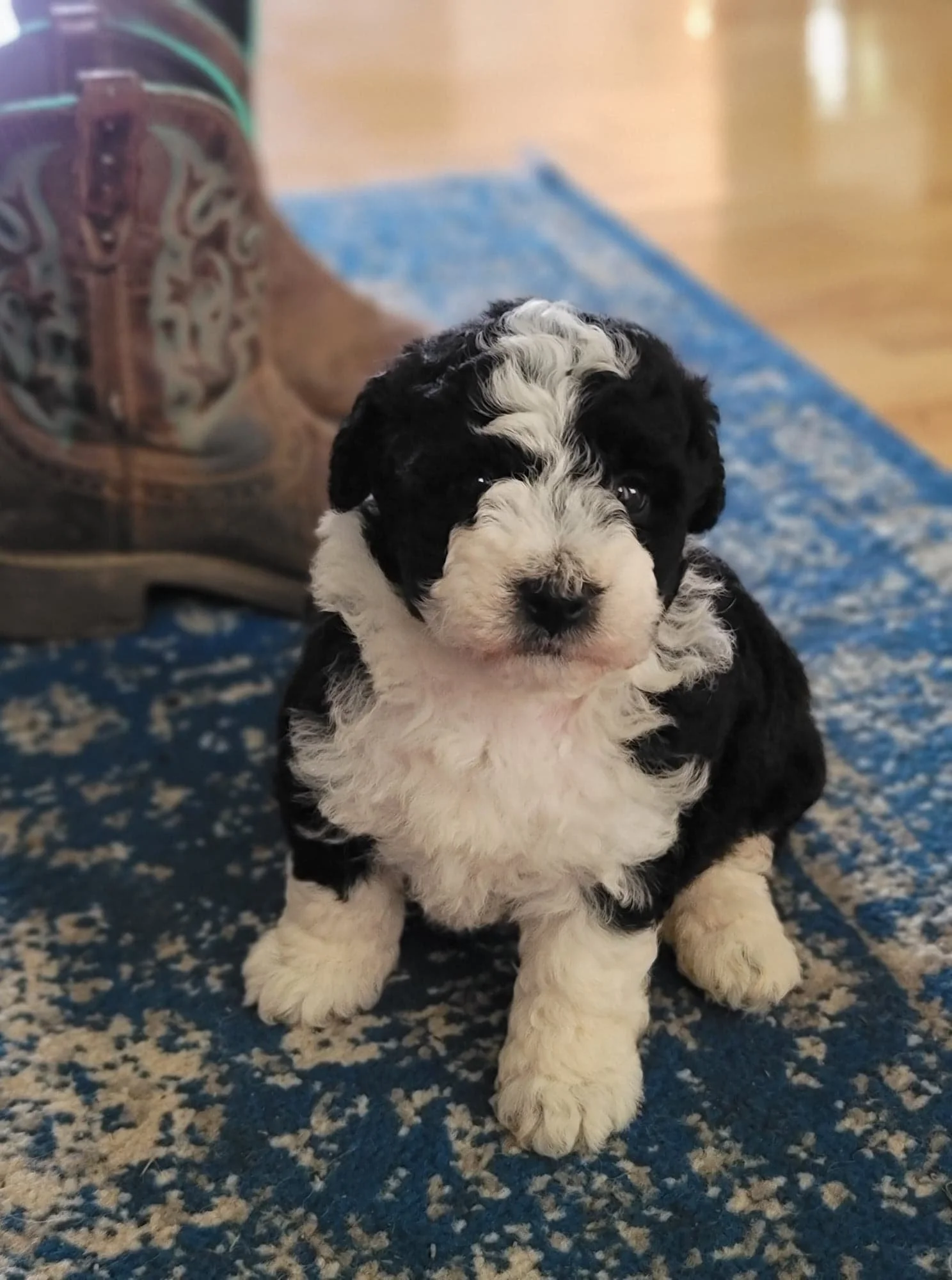 Sheepadoodle Puppies — Lake Ridge Farm