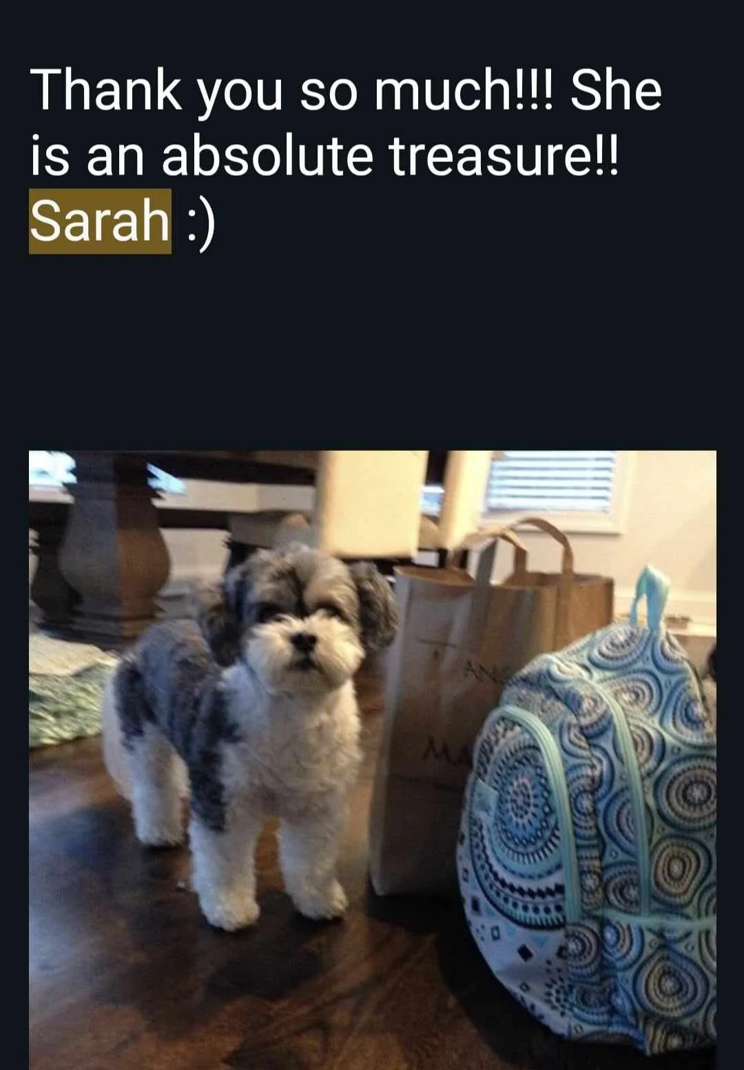 Here is Lucy, 17 year old Teddy Bear she was so adored by Sarah Carano's family! Lucy passed this past year and now Sarah has bought another from us. His name is Louie. He will have big shoes to fill.