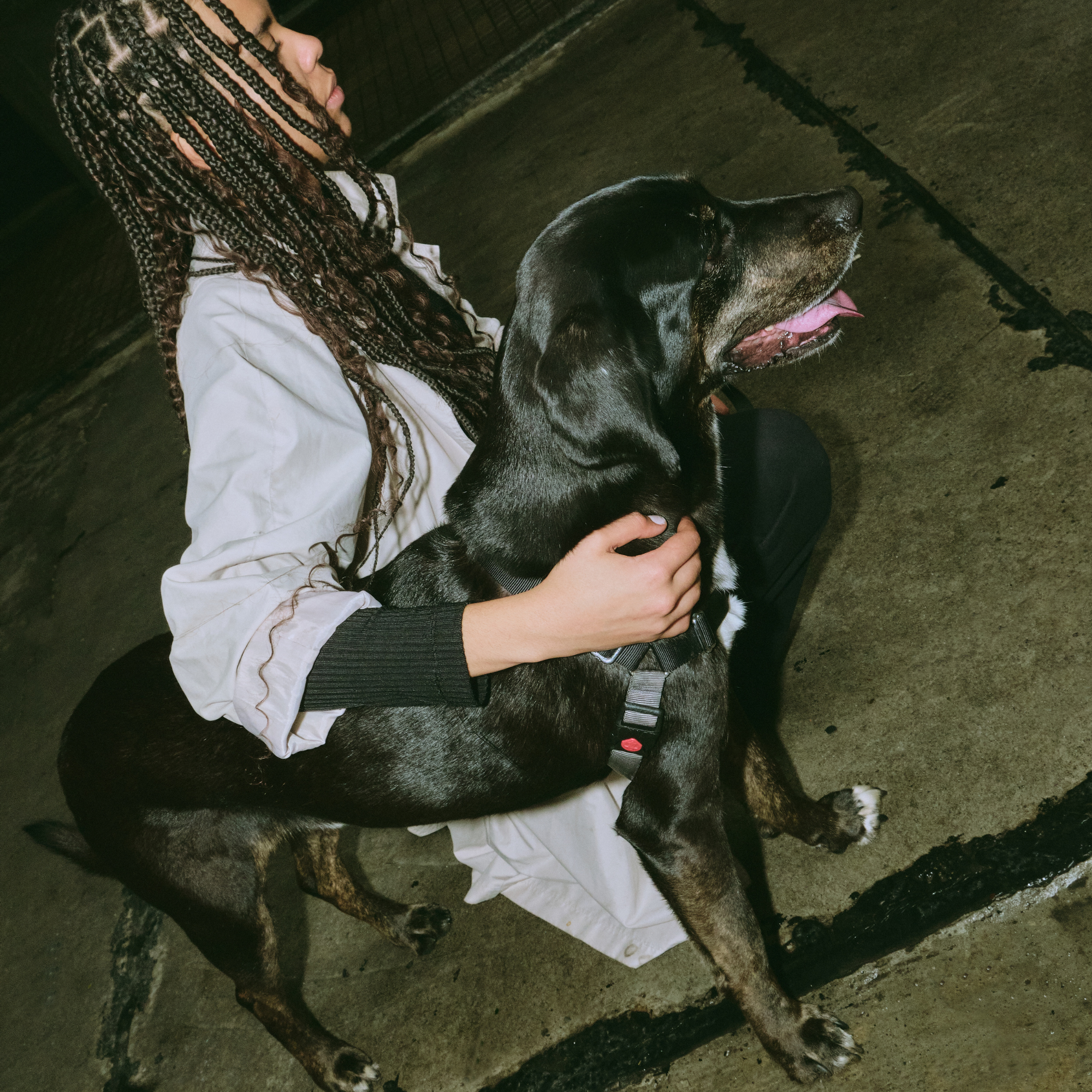 Boop - Brand Imagery (Dogs) - Square (1).png