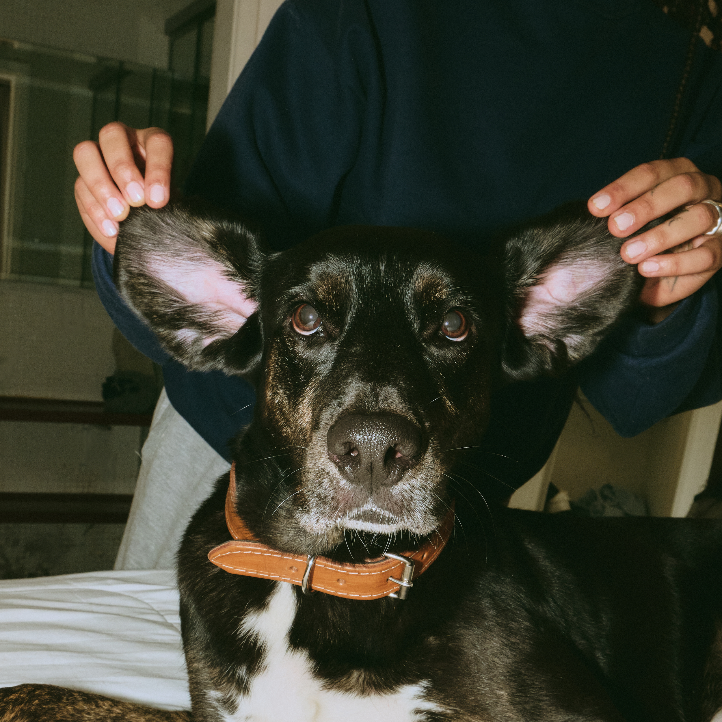 BOOP-PET-RETAIL-ECO FRIENDLY-SUSTAINABLE-VALUES-LED- DOGS2023-06-05 at 8.57.01 PM 16.png