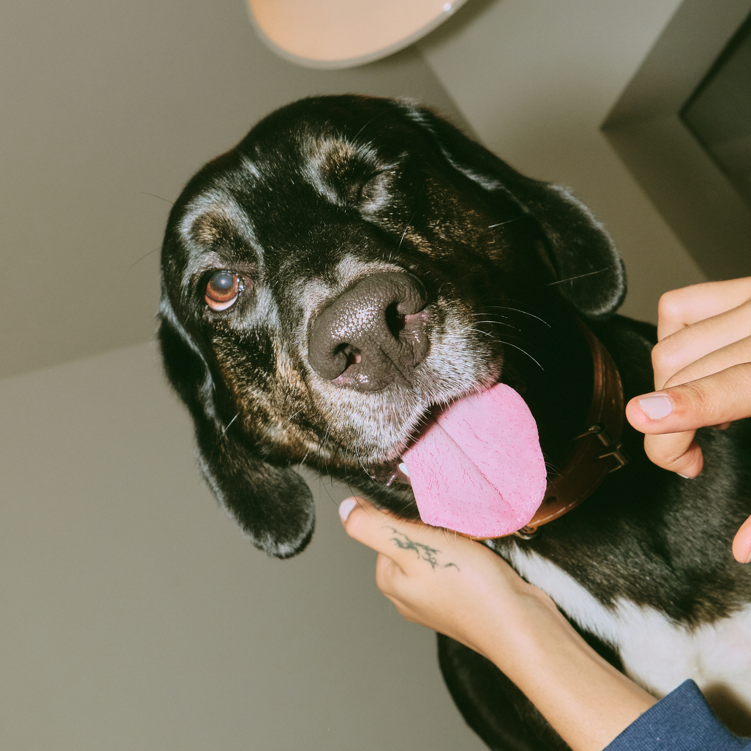 BOOP-PET-RETAIL-ECO FRIENDLY-SUSTAINABLE-VALUES-LED- DOGS2023-06-05 at 8.57.01 PM 11.png