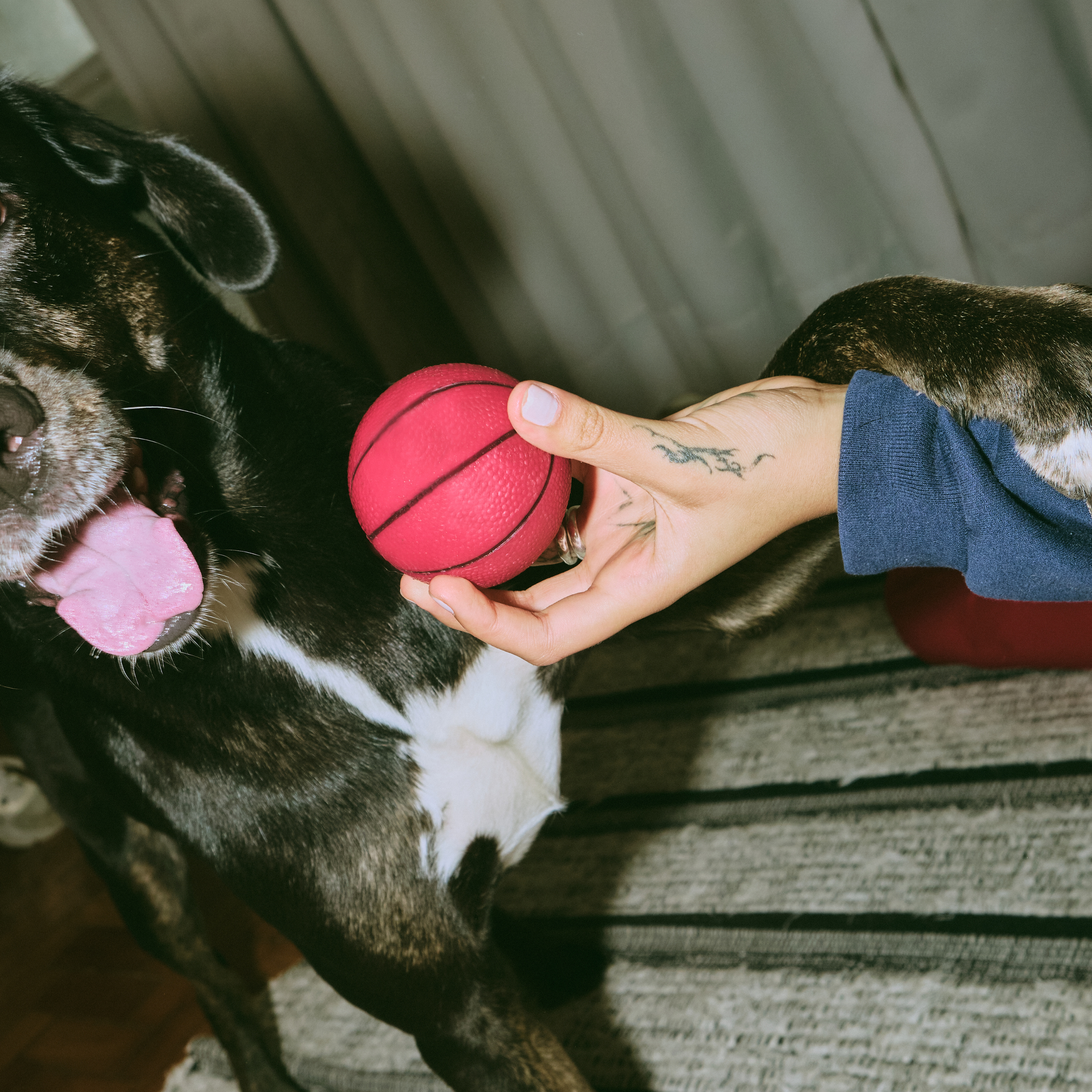 BOOP-PET-RETAIL-ECO FRIENDLY-SUSTAINABLE-VALUES-LED- DOGS2023-06-05 at 8.57.01 PM 19.png