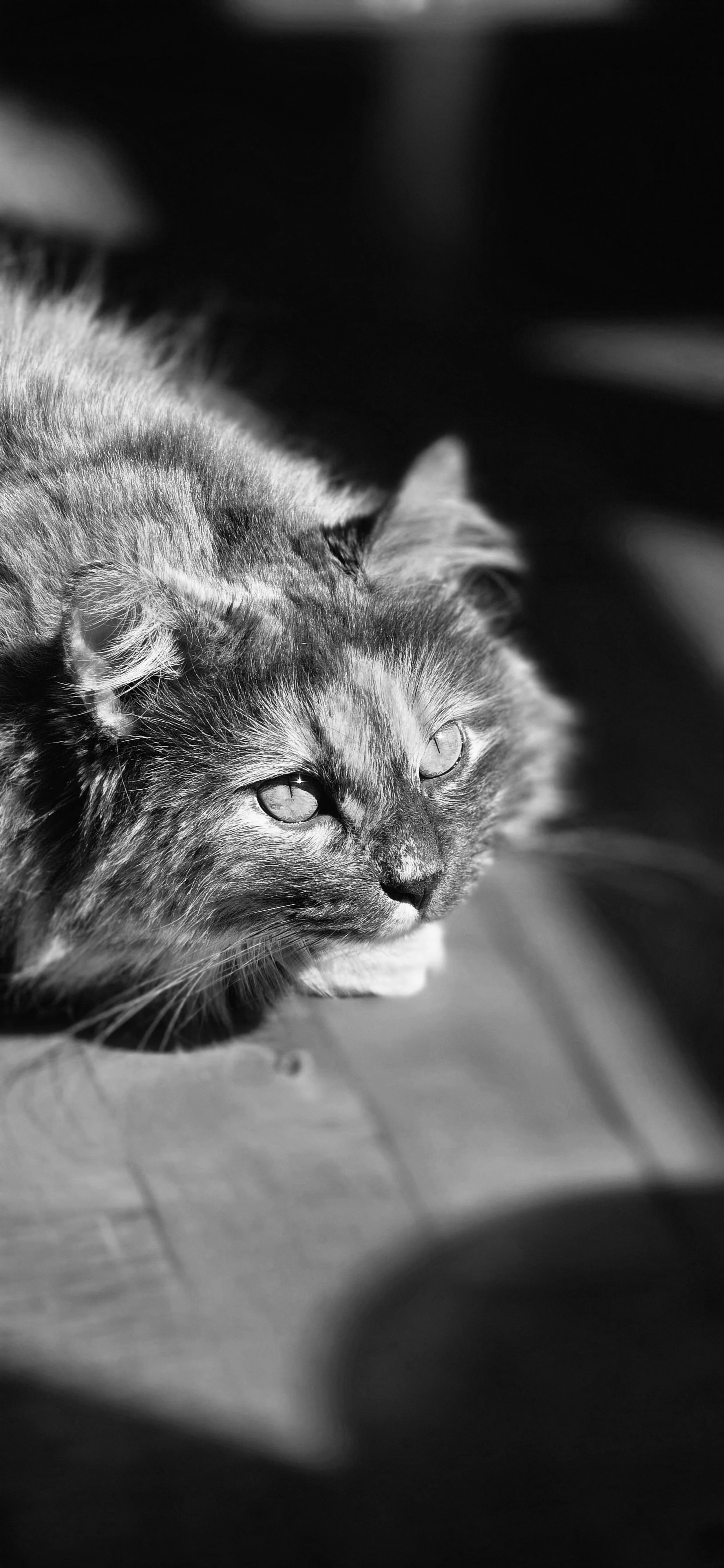 A black and white photo of a cat lying on the floor, with sunlight illuminating its face and eyes.