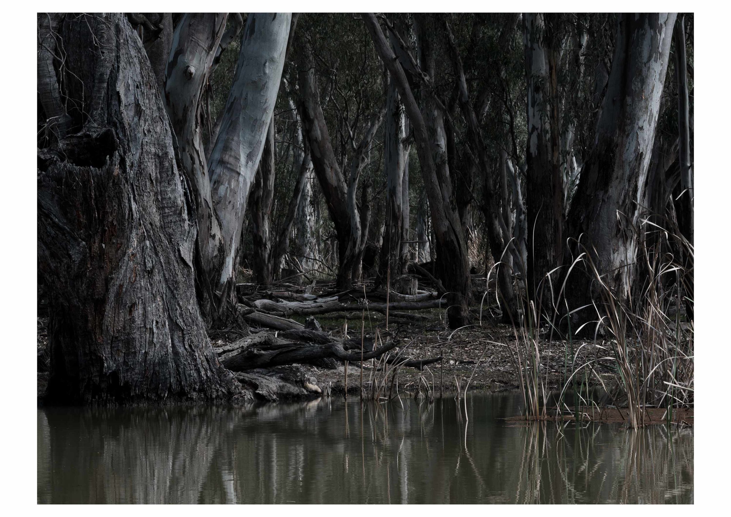 GINTY,-Genevieve---Gunbower-Creek,-VIC.jpg