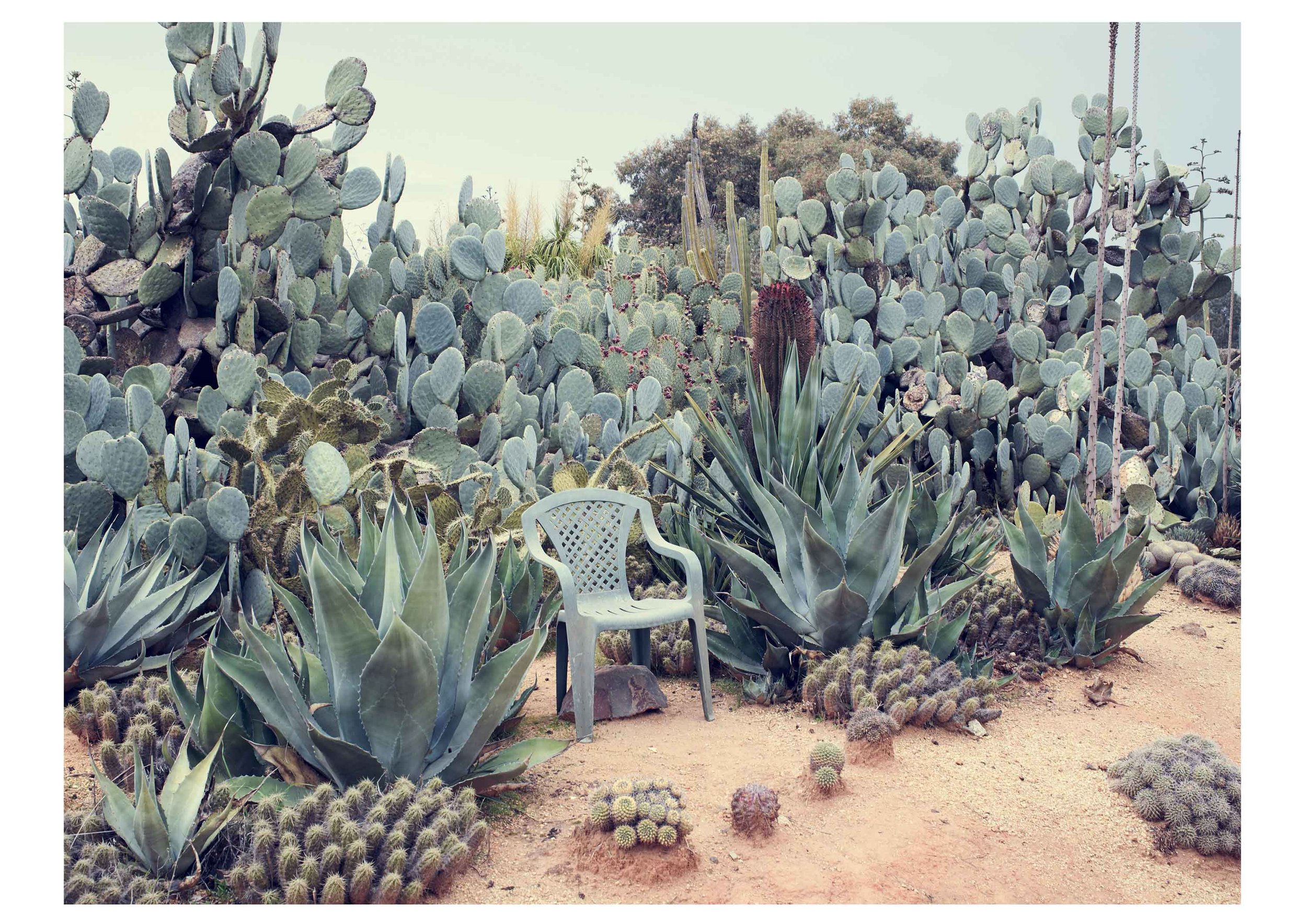 Garth-Oriander-Cactus.jpg