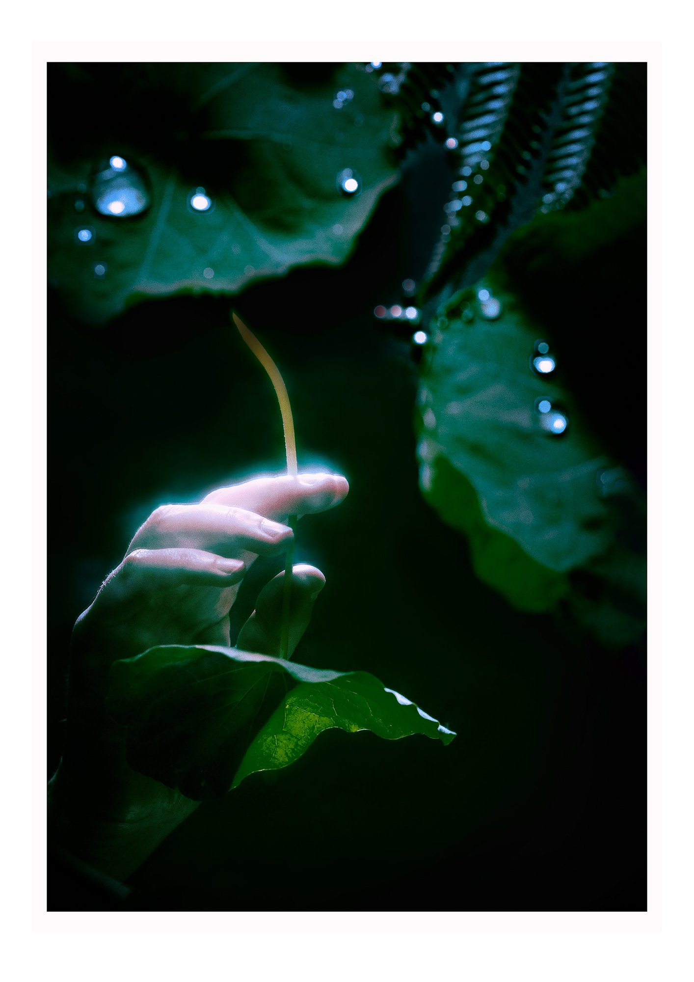 Jasmine-Chalmers-Pond-still-life.jpg