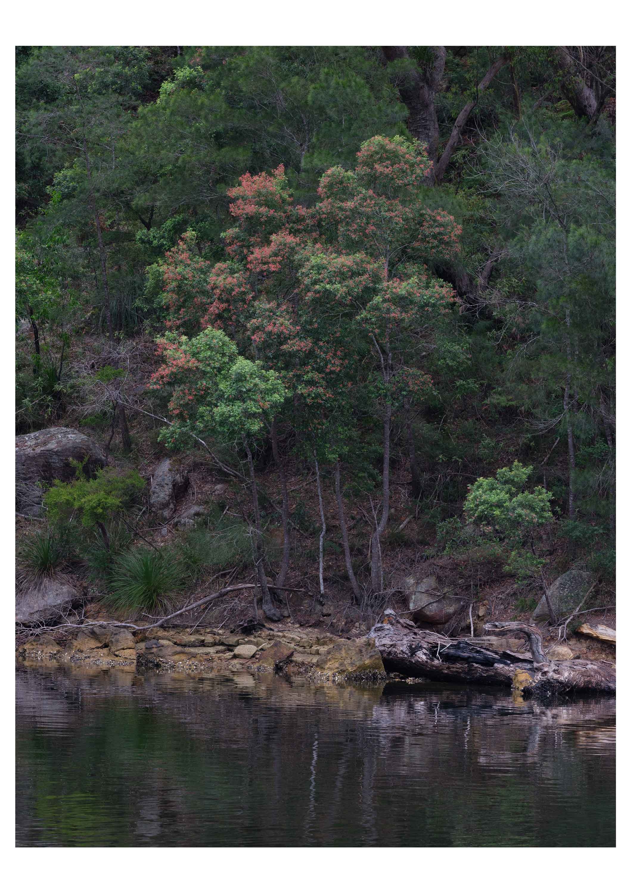 GINTY,-Genevieve---Christmas-Bush-at-Smiths-Creek,-NSW.jpg