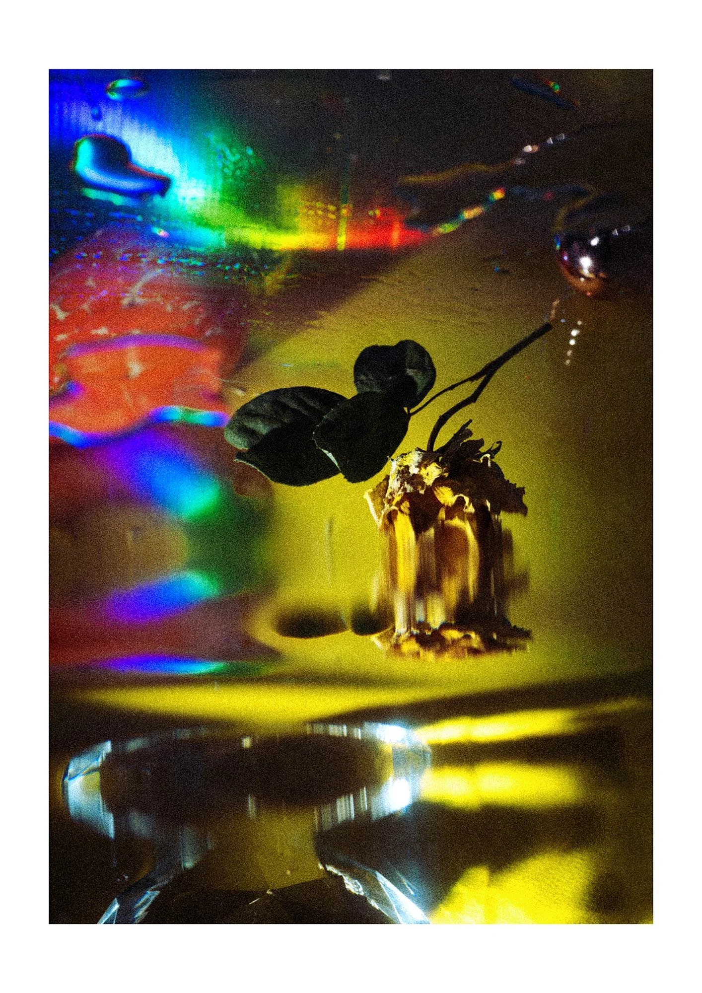 Jasmine-Chalmers-Still-life.jpg