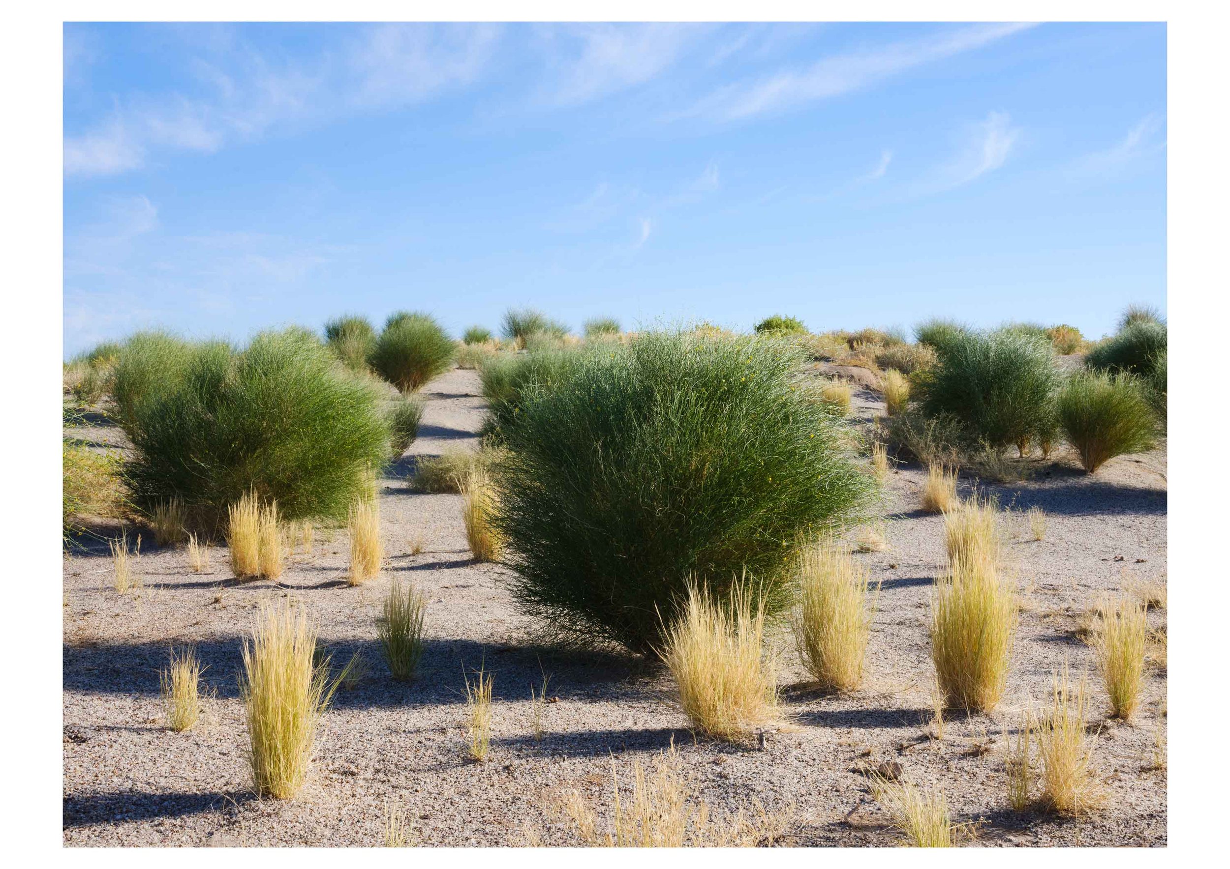 GINTY,-Genevieve---Lake_s-edge---Kati-Thanda-Lake-Eyre.jpg