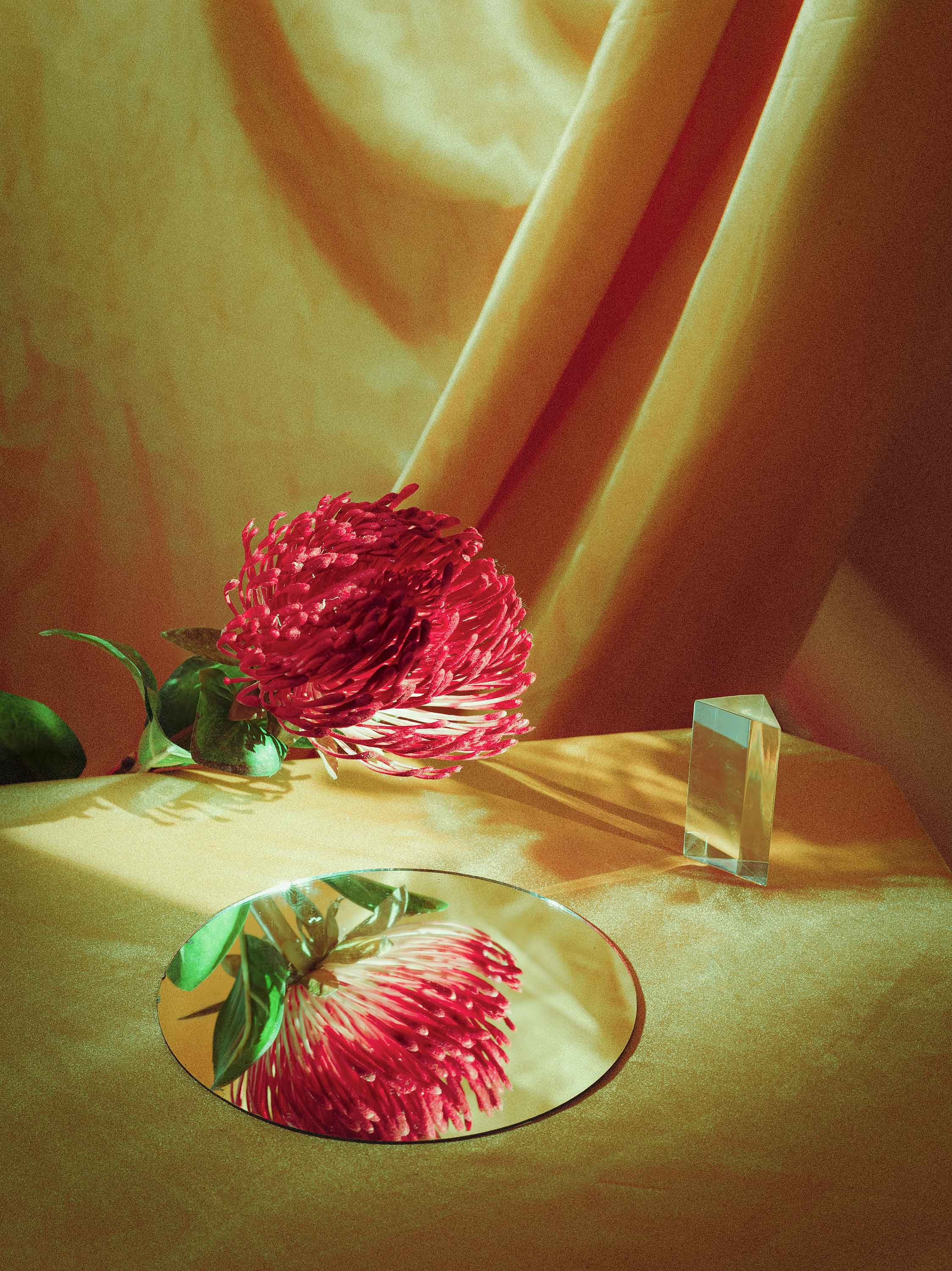 Jasmine-Chalmers-Protea.jpg