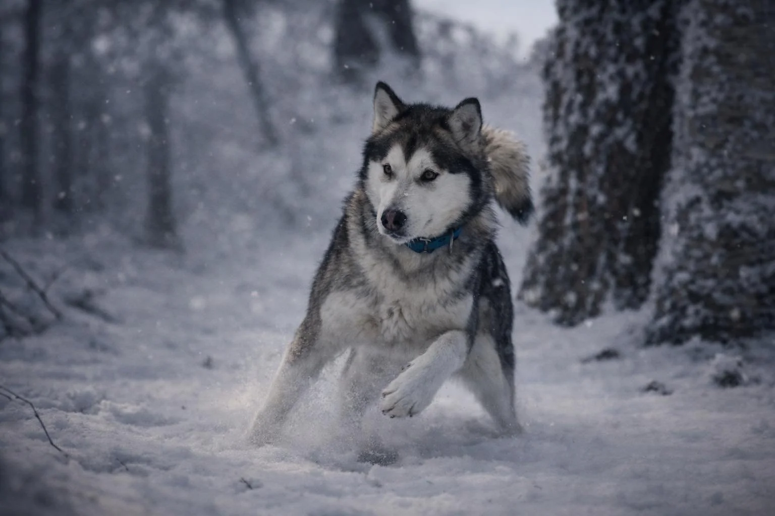 Cane di razza Siberian Husky che corre su un prato verde, con espressione felice e coda alzata.