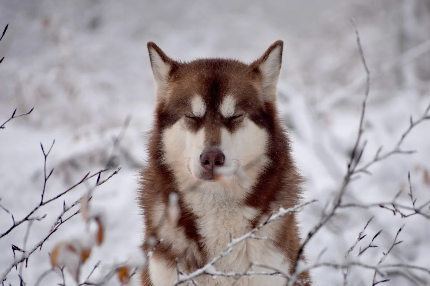 Un husky con gli occhi chiusi si trova nella neve circondato da rami spogli.