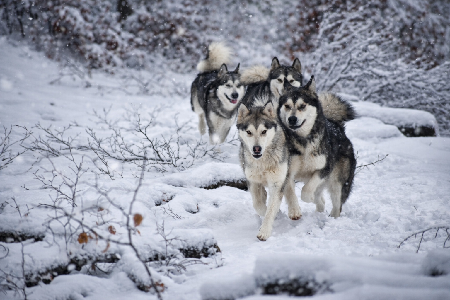Quando più grande significa peggio: il costo nascosto della taglia nel Malamute