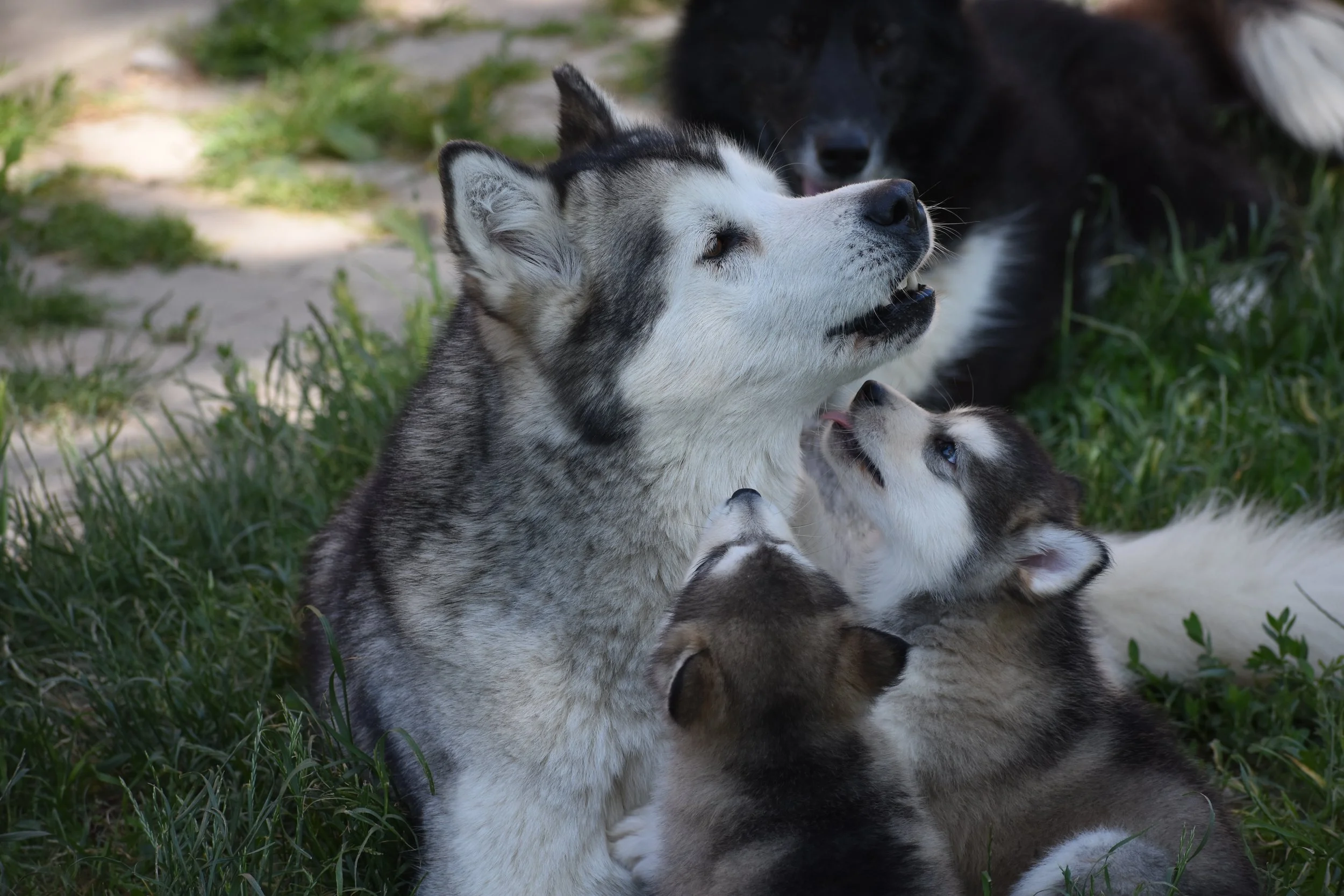When the Pack Feeds the Puppies: The Evolutionary Roots of Altruism in Dogs