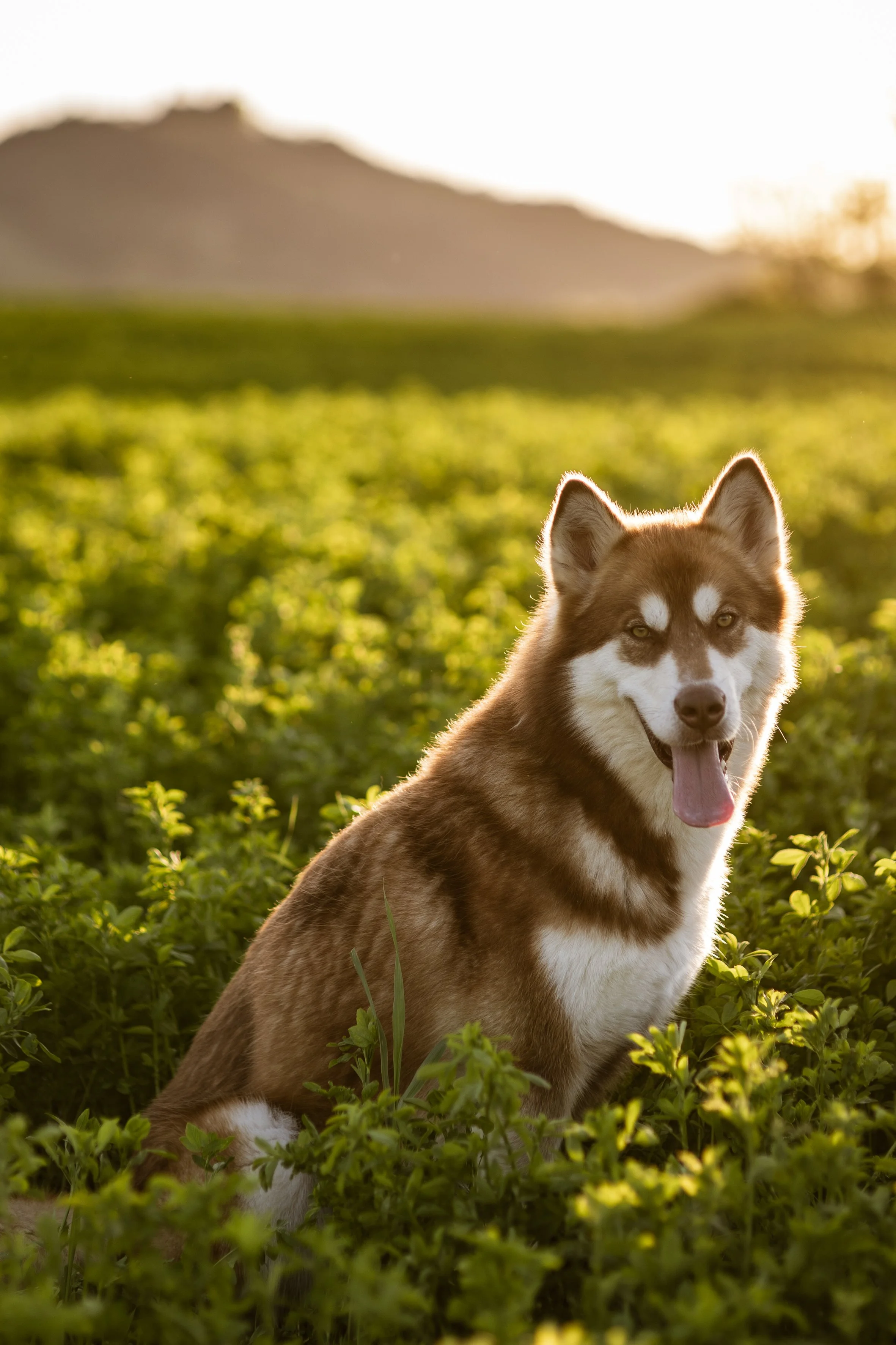 Giulia & Katla-10.JPEG
