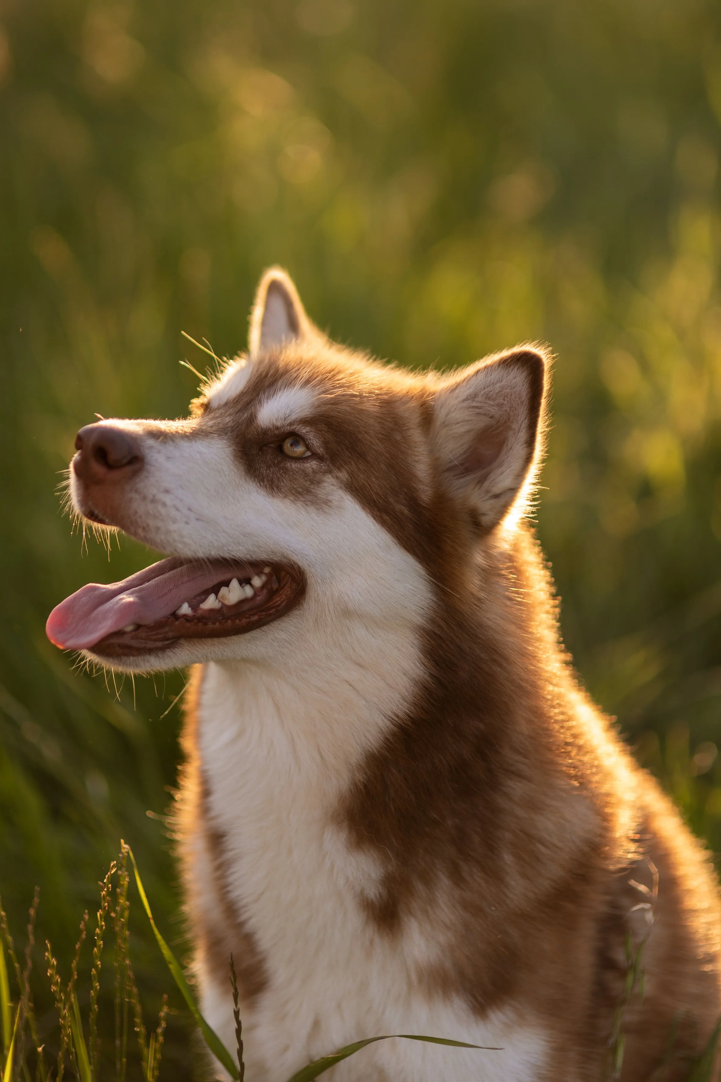 Giulia & Katla-34.JPEG