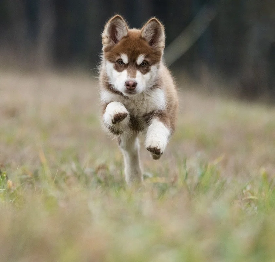Un cucciolo di husky con il muso rivolto verso la telecamera mentre corre su un prato