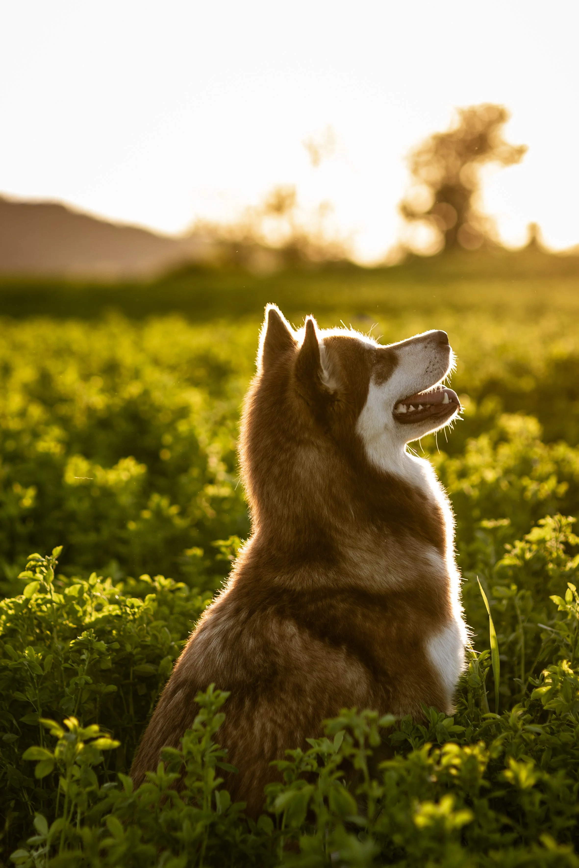 Giulia & Katla-8.JPEG