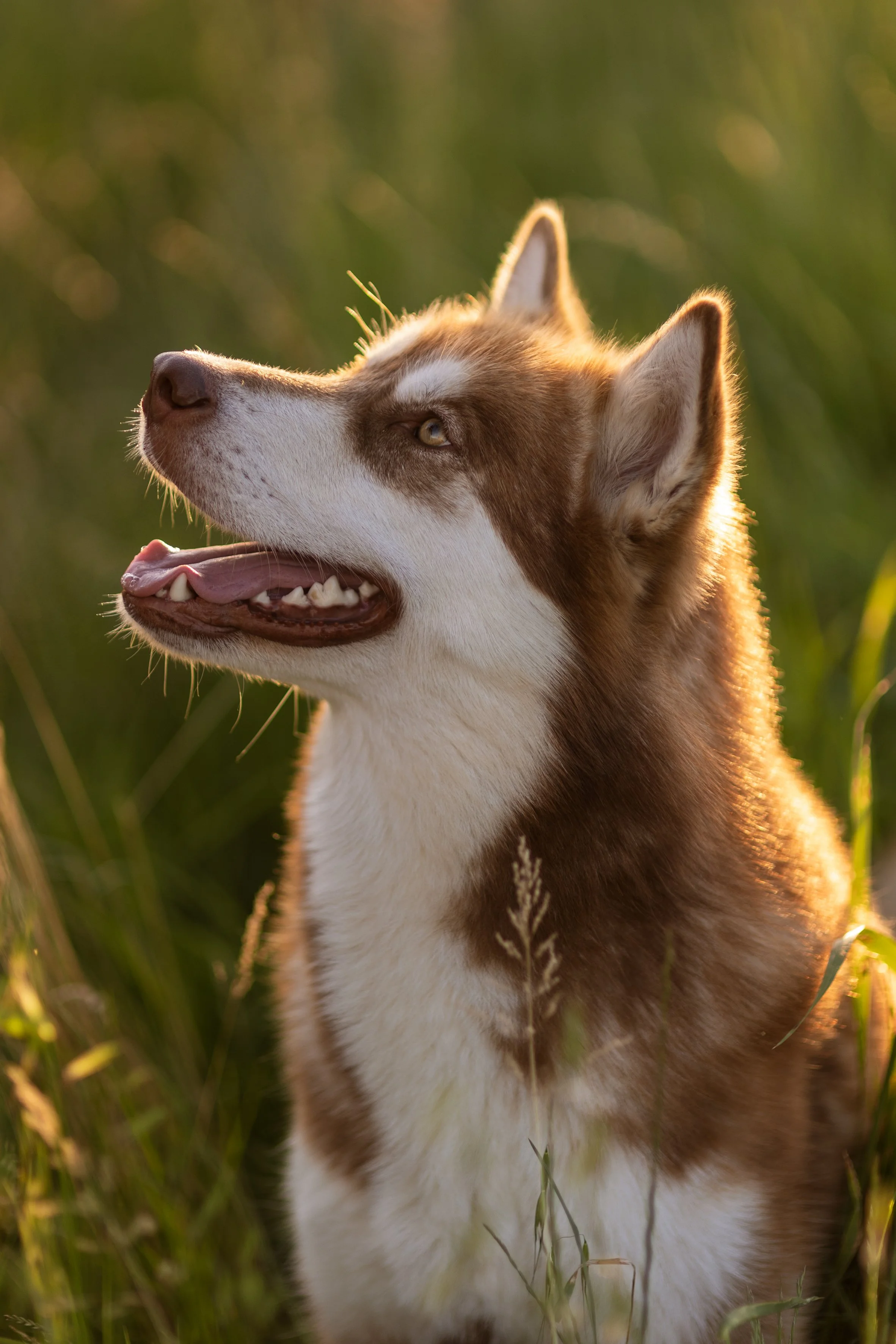 Giulia & Katla-38.JPEG