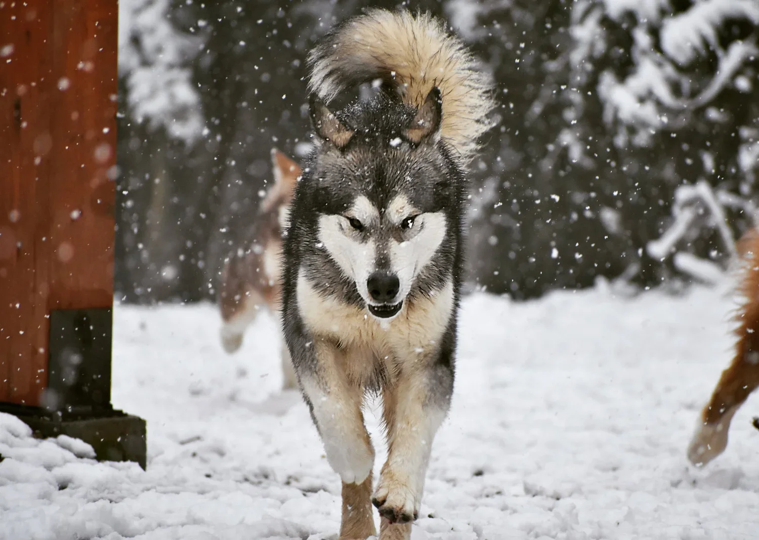 Un'larca di cani da slitta, tra cui un husky, corre sulla neve con neve che cade, sfondo di alberi e un recinto in legno.