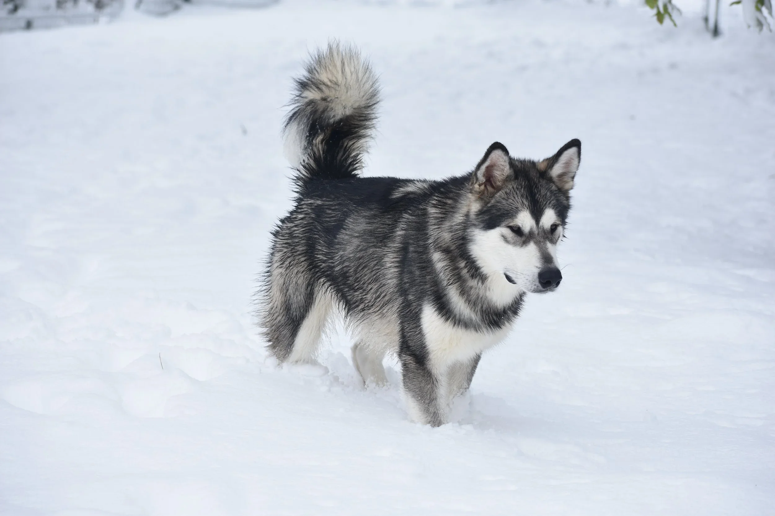 Un husky siberiano in piedi sulla neve.