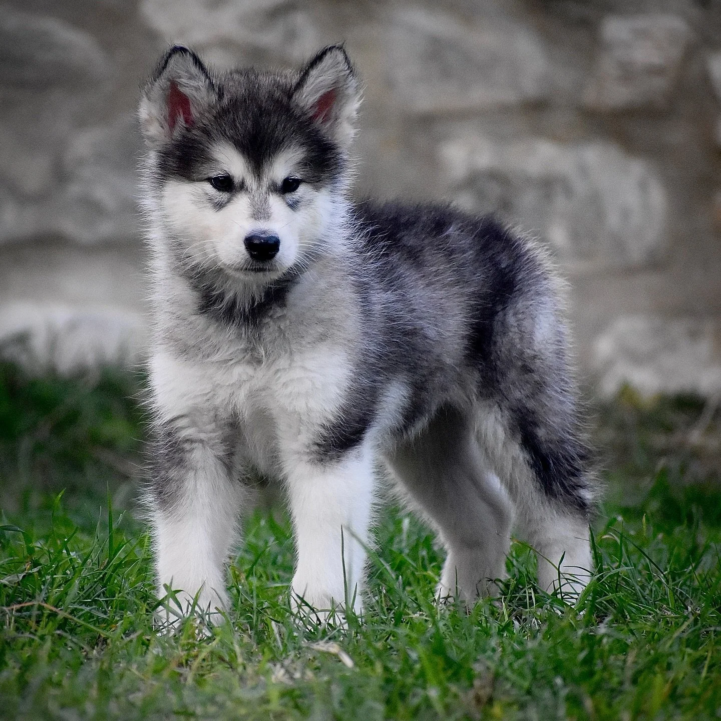 Cucciolo di pastore siberiano con pelo grigio, nero e bianco in un prato verde con sfondo di pietre.
