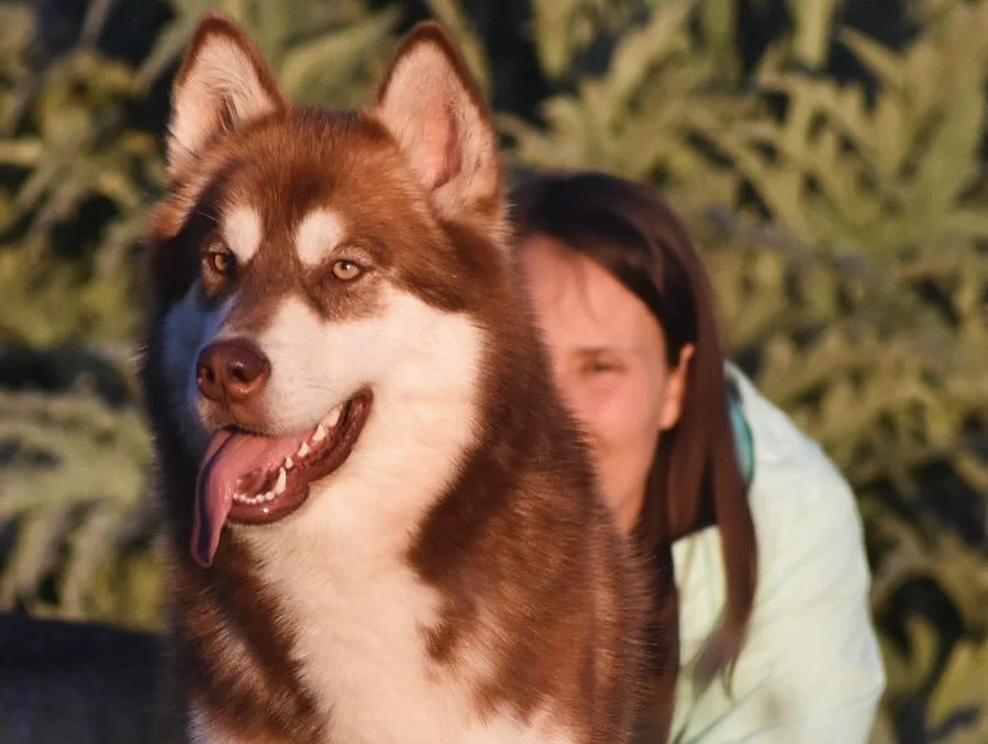 Un cane di razza Siberian Husky con occhi marroni chiari e pelo marrone e bianco, con una persona sullo sfondo, in un ambiente all'aperto con vegetazione.