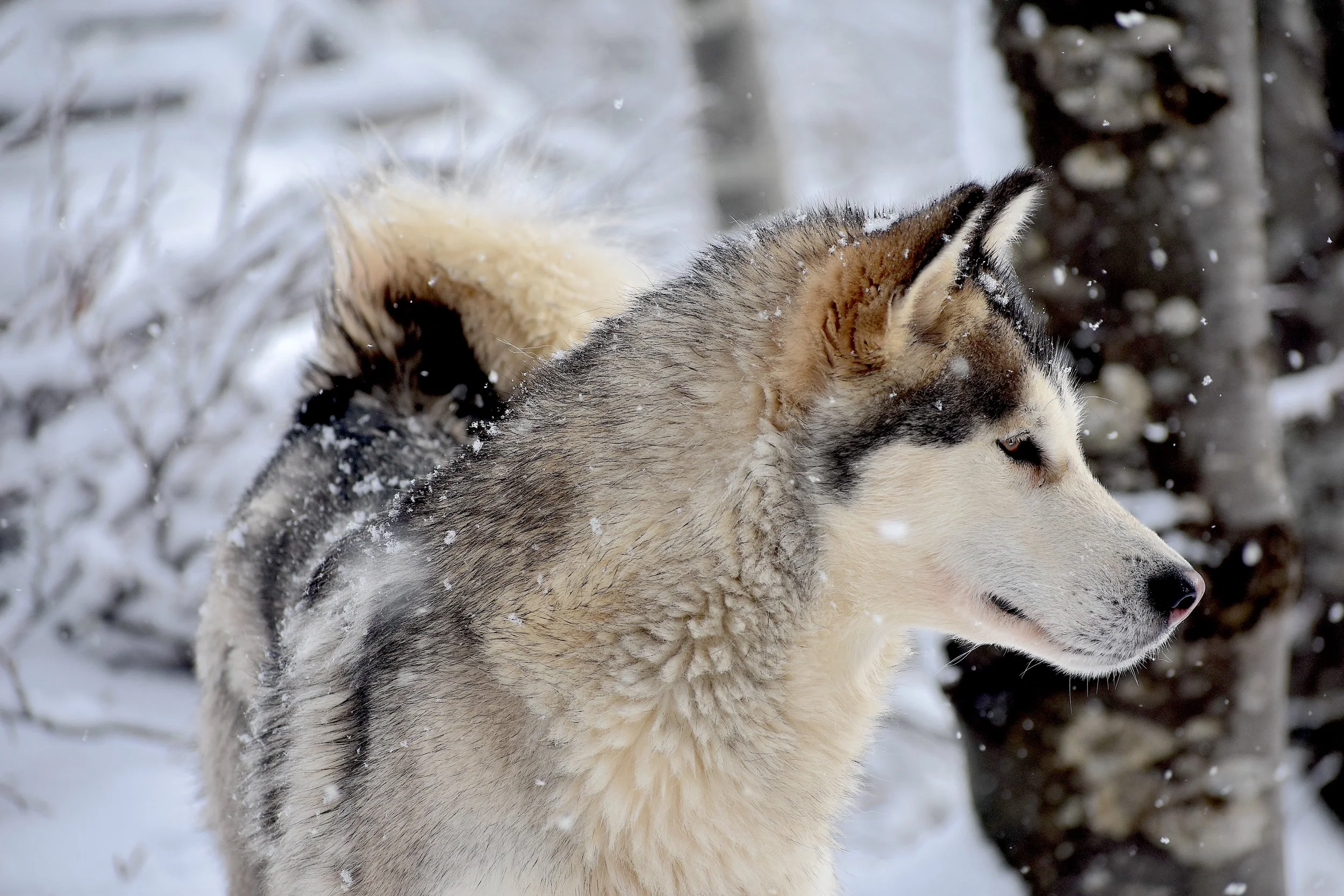 DSC_0445.JPG