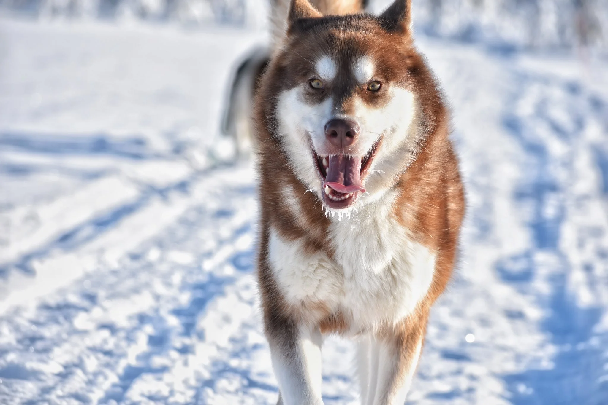 Cane husky con manto marrone e bianco, che corre su neve con espressione felice.
