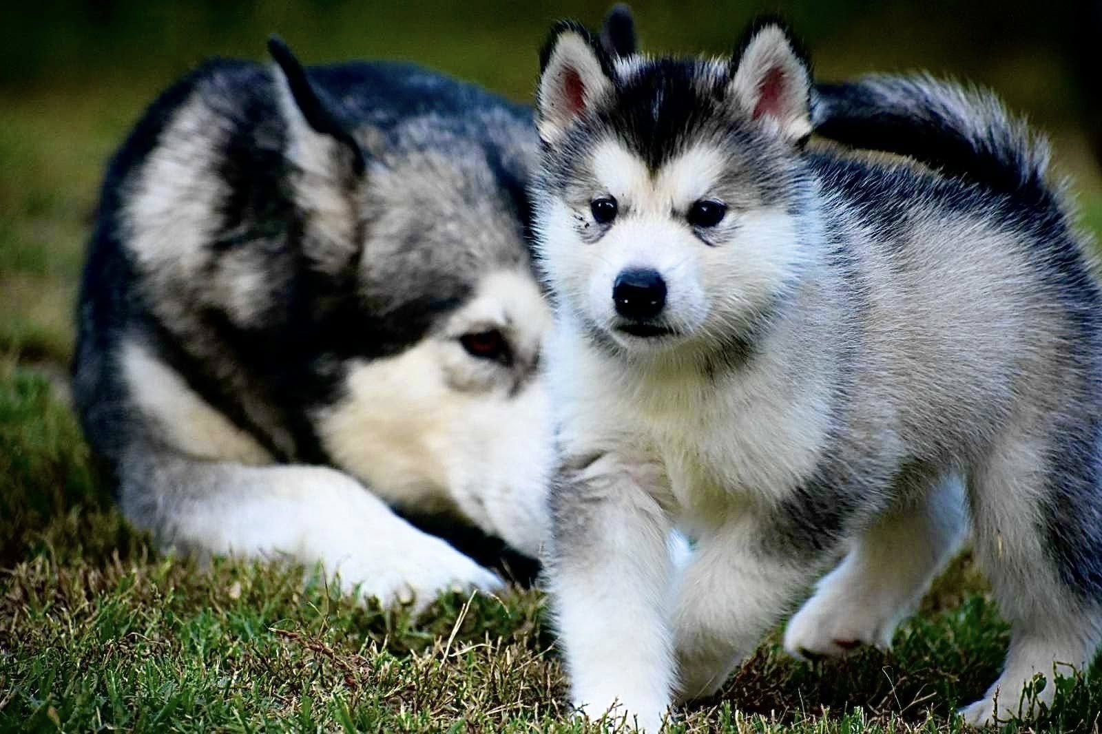 Due cuccioli di husky con pelo grigio, bianco e nero giocano sull'erba.