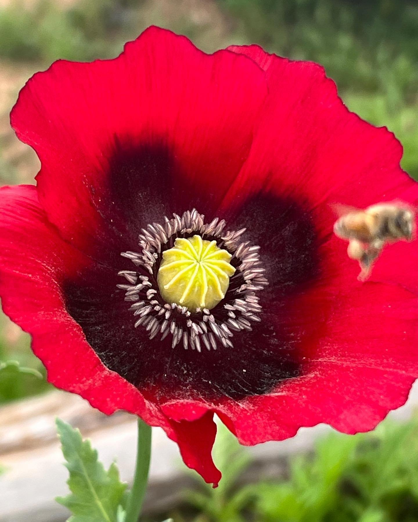 How great are these poppy pics? 🤩 We love cultivating gardens that help all sorts of pollinators. 🐝
