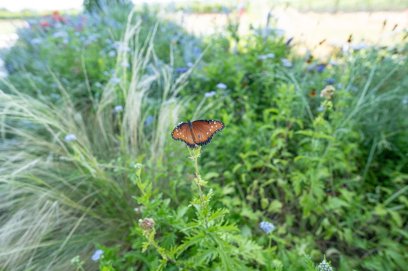 Happy #EarthDay from your friends at Kuhlman Cellars! Today and every day we strive to help our winged friends with our certified Monarch Waystation. Learn all about our conservation efforts on Kuhlmancellars.com under About -&gt; Wildflowers &amp; M