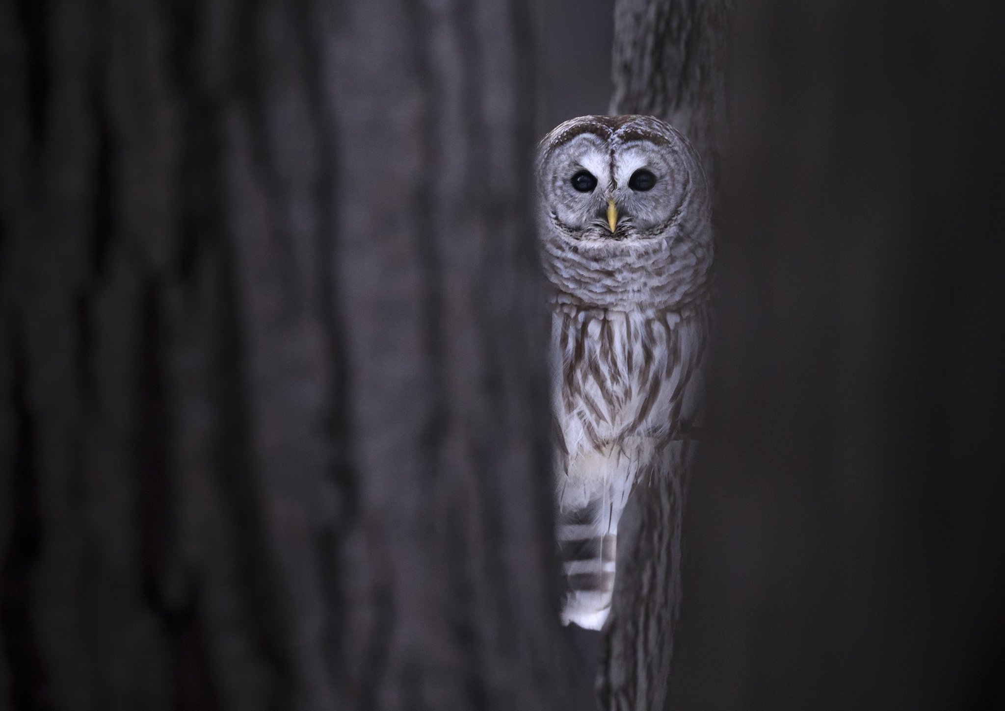 Between Trees small.jpg