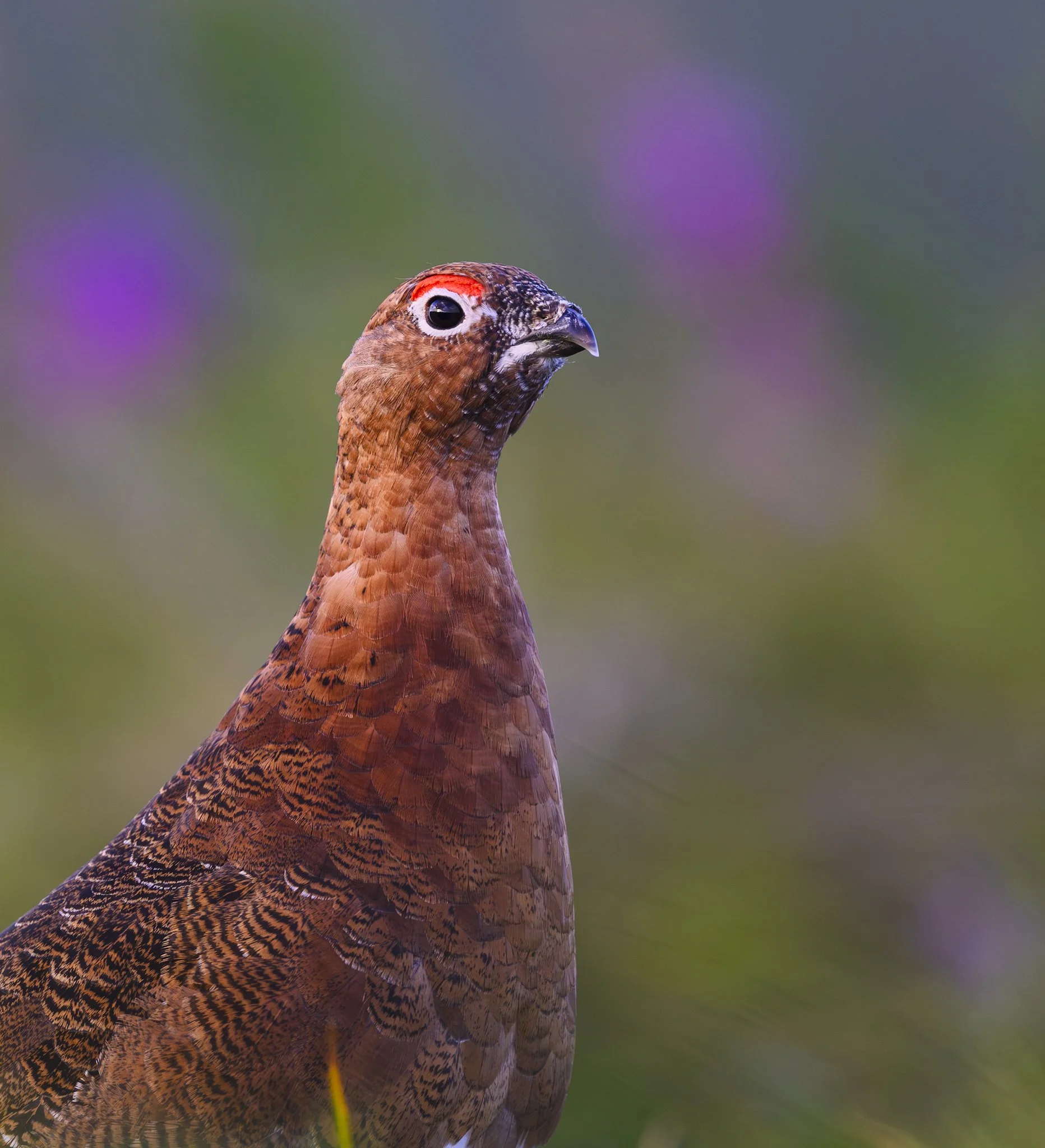 Ptarmigan small.jpg