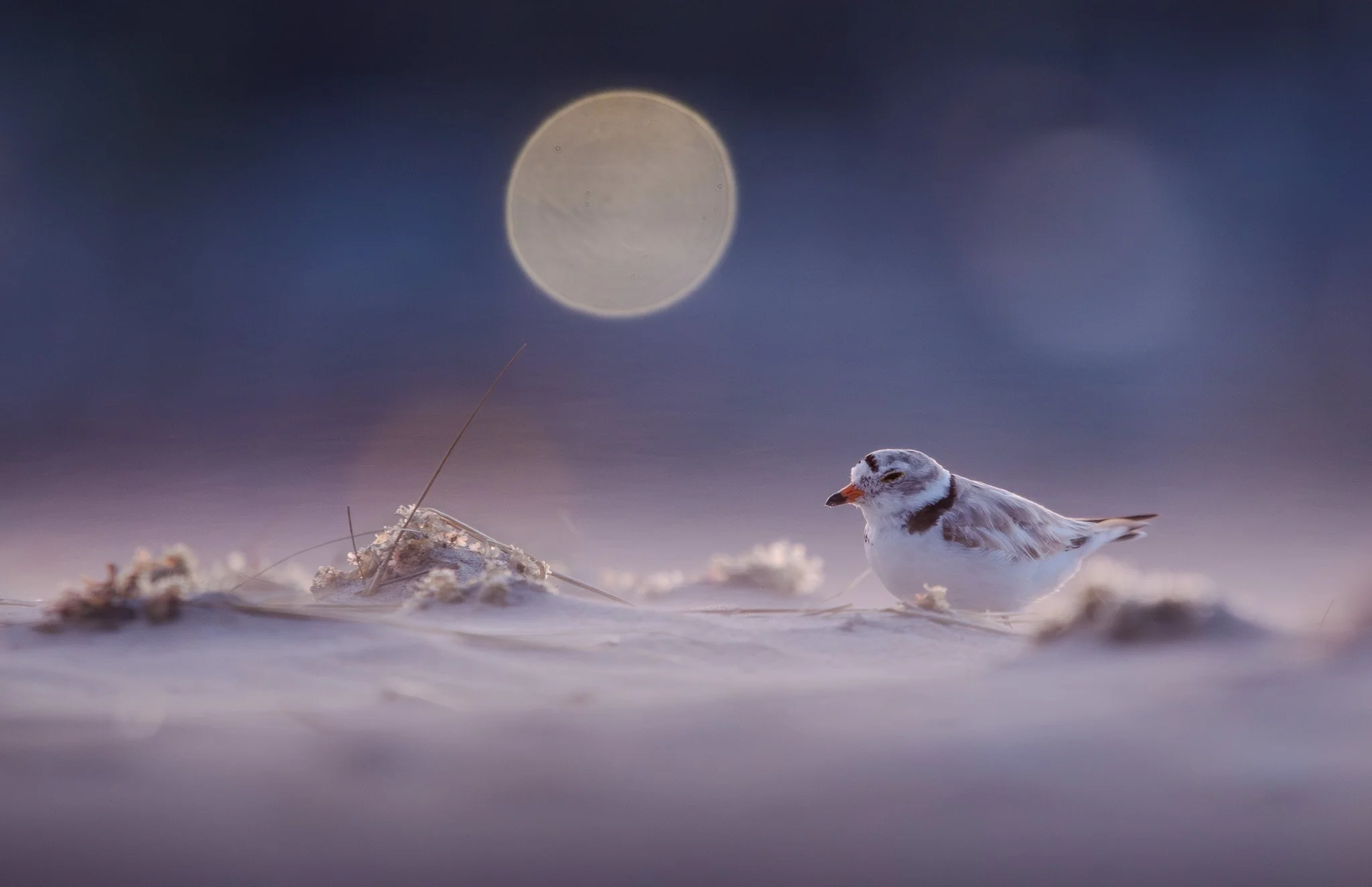 Braving The Storm.jpg