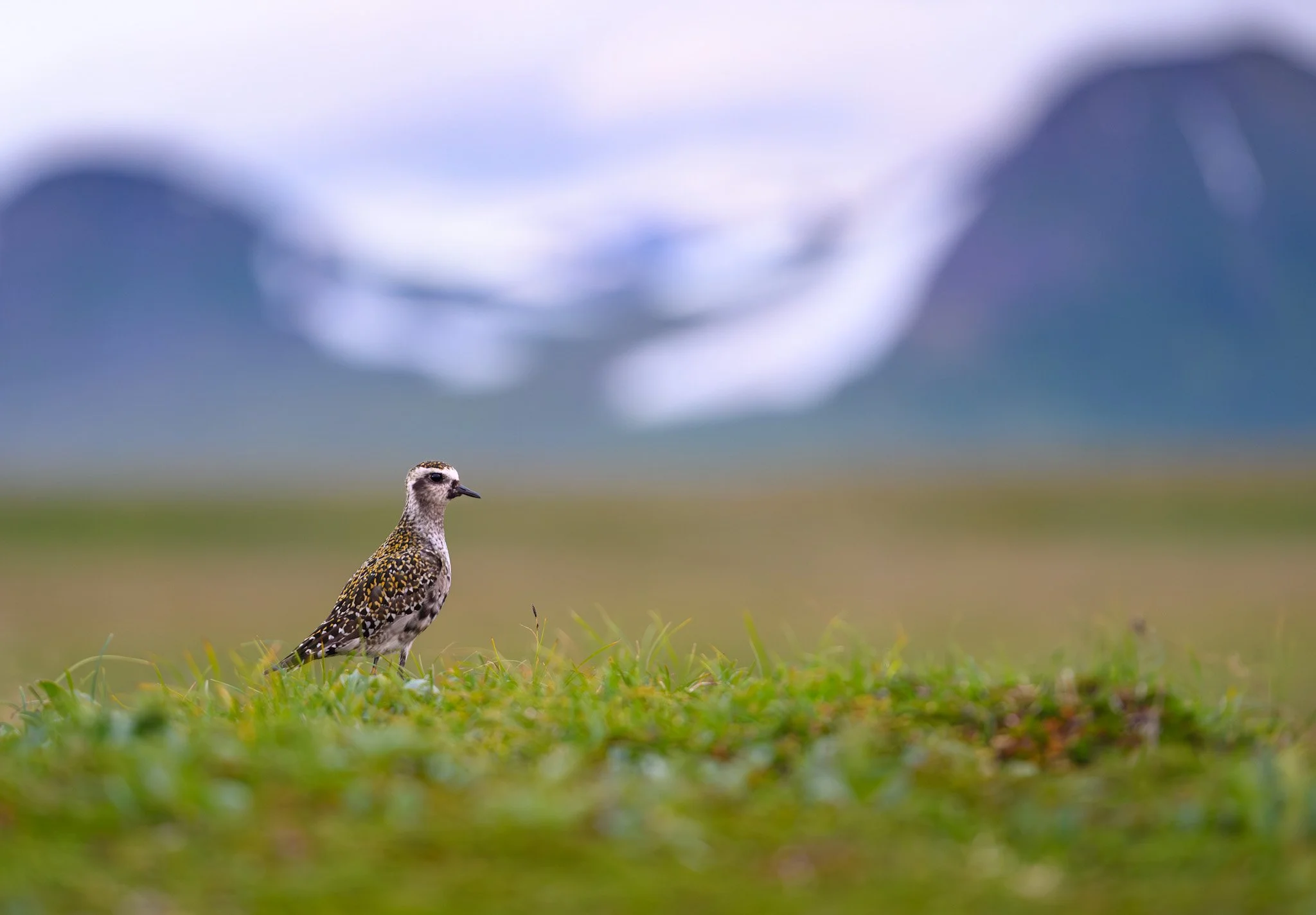 Life On the Tundra.jpg