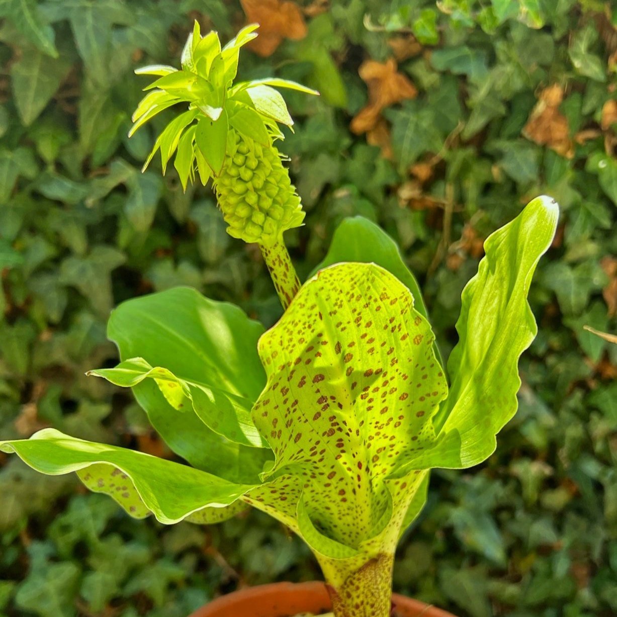 Pineapple%2BFlower.jpg