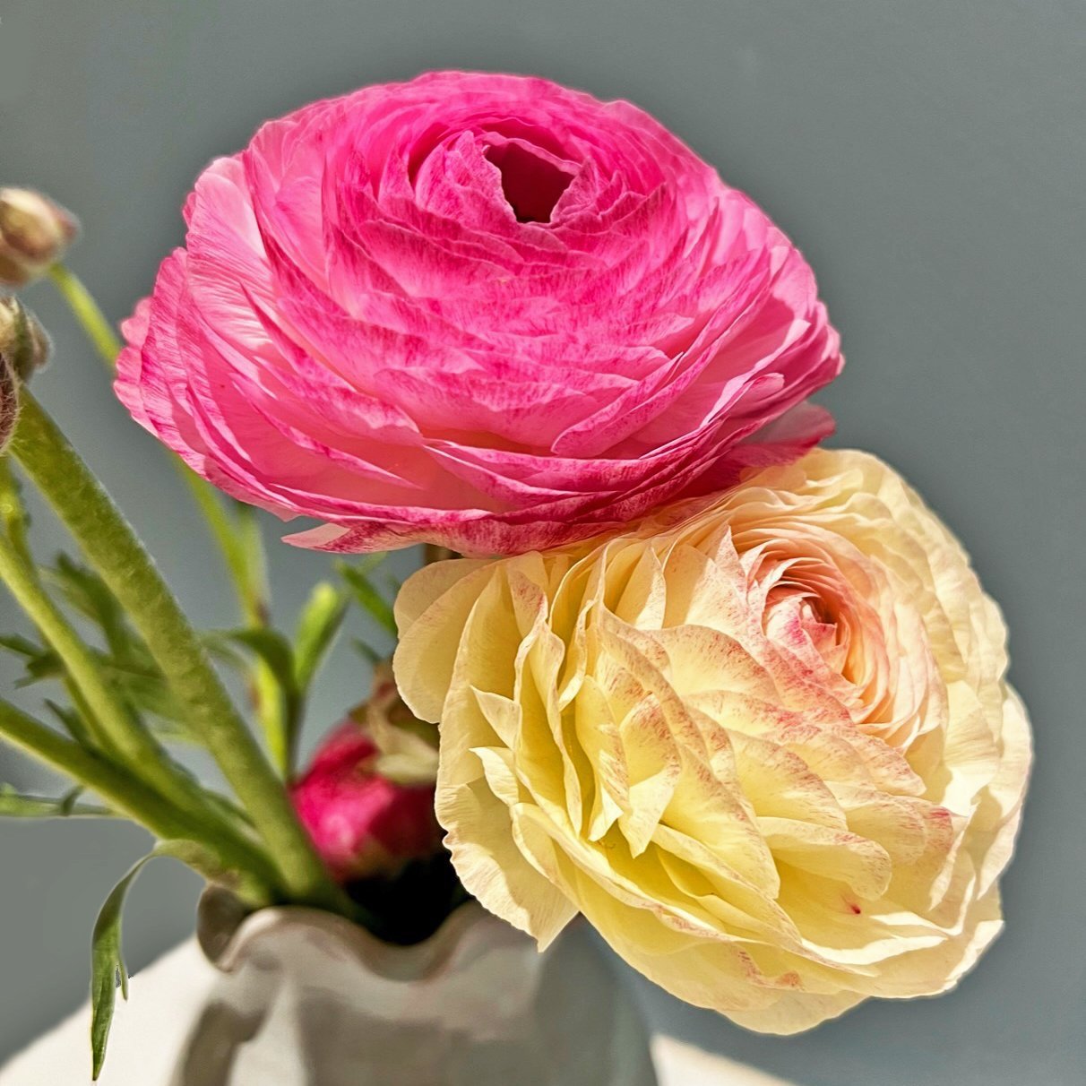 Ranunculus.jpg