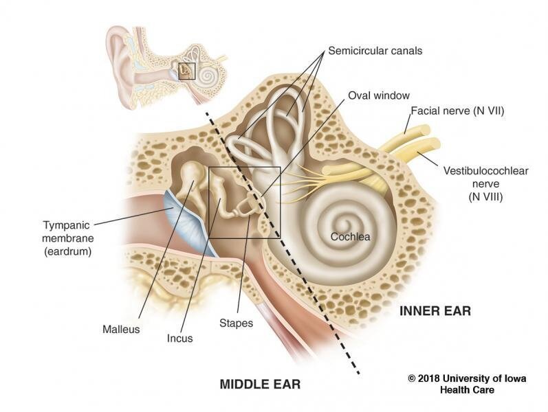 Different Noises Your Ear Makes - Happy Ears Hearing Center