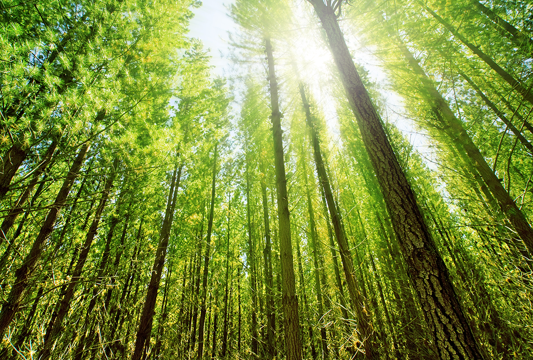 Foundations of Health & Wellbeing