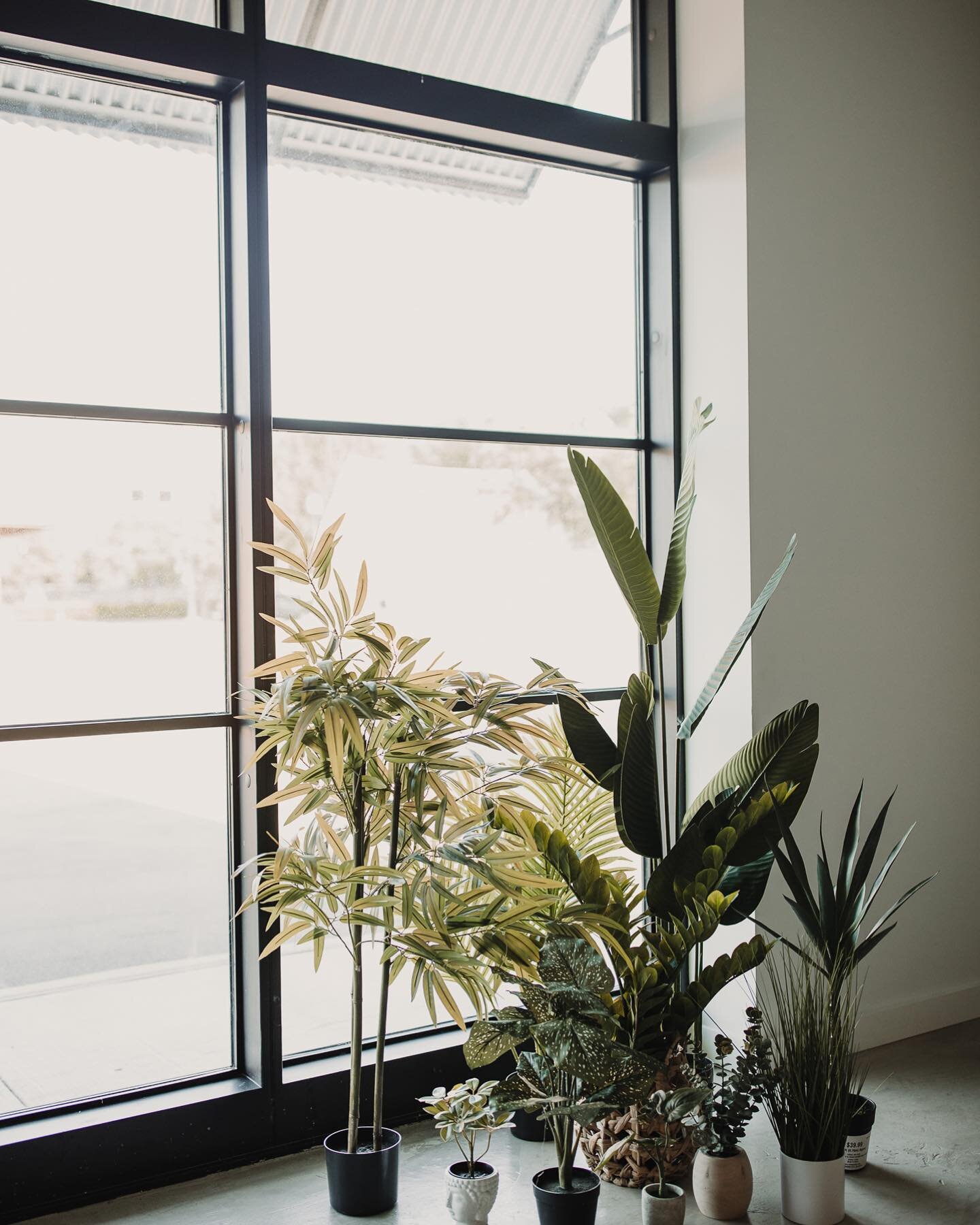 where are my plant enthusiast? 🌿
.
.
.
#swmstudios #photographystudio #dfwstudio #dfwphotographystudio #photostudio #dallas #dfw #allen #dallasphotographystudio #naturallightstudio #dallasphotographer #dallasvideographer #fashionphotography #coworki
